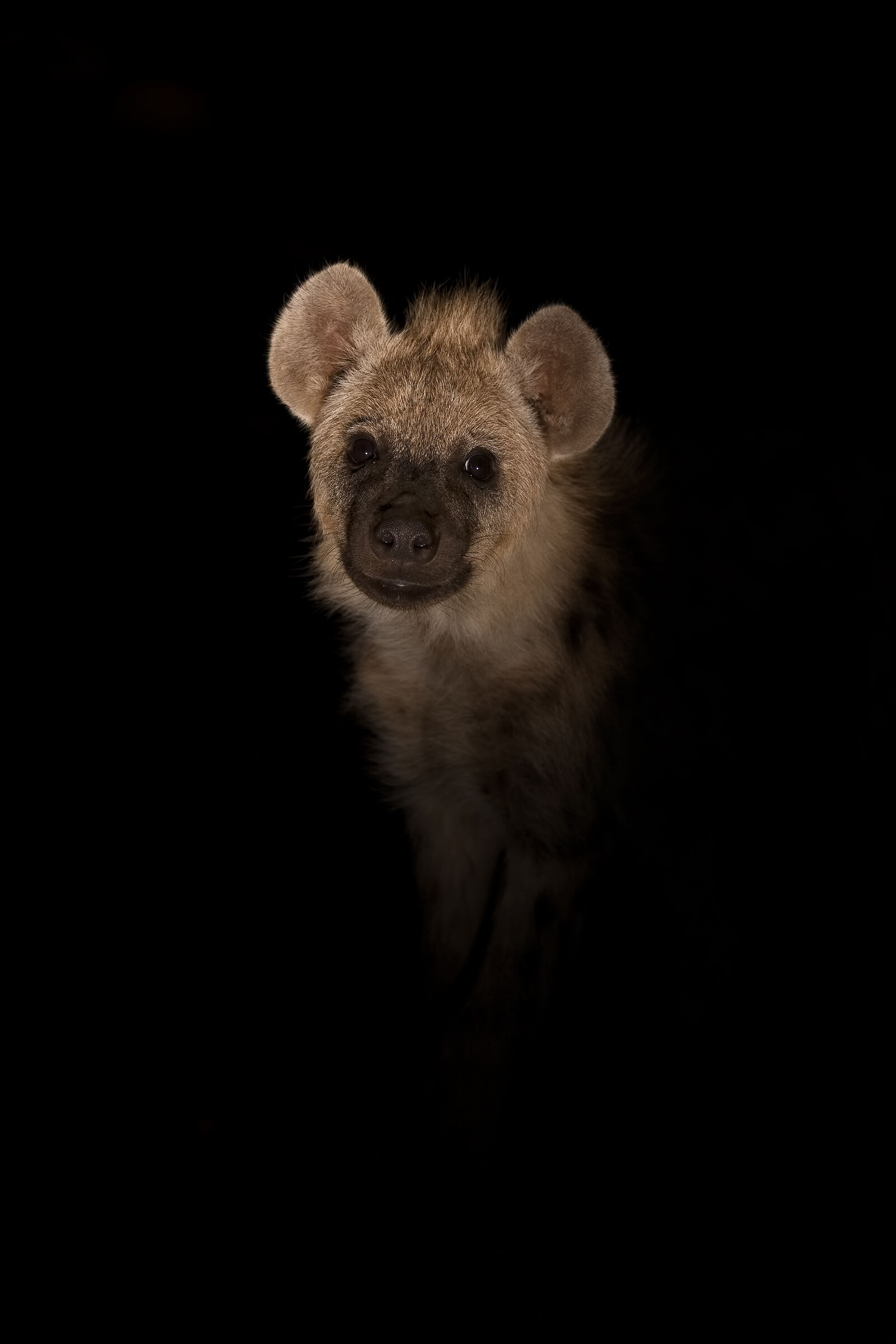 Baby Hyena