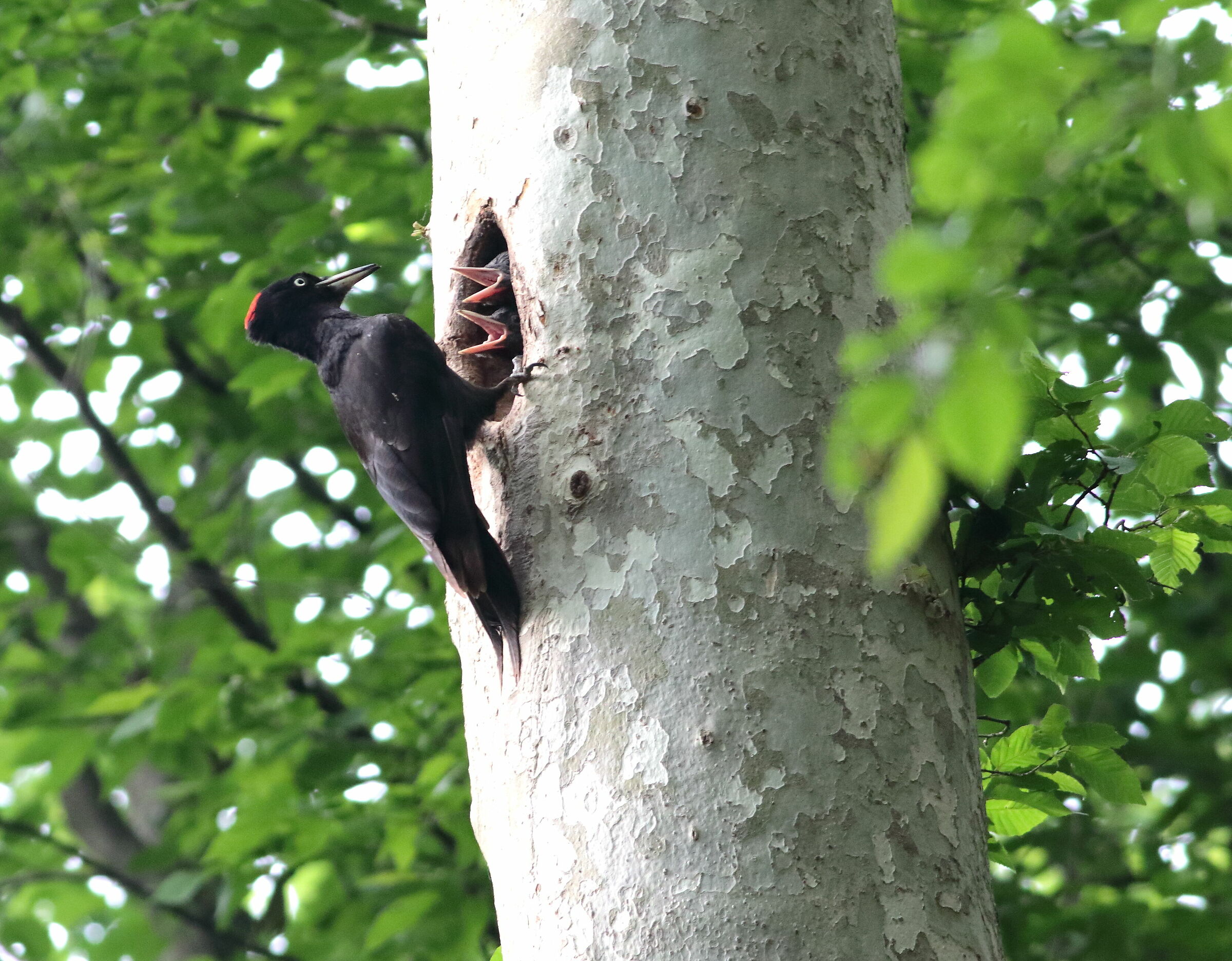 Female Black Woodpeckers