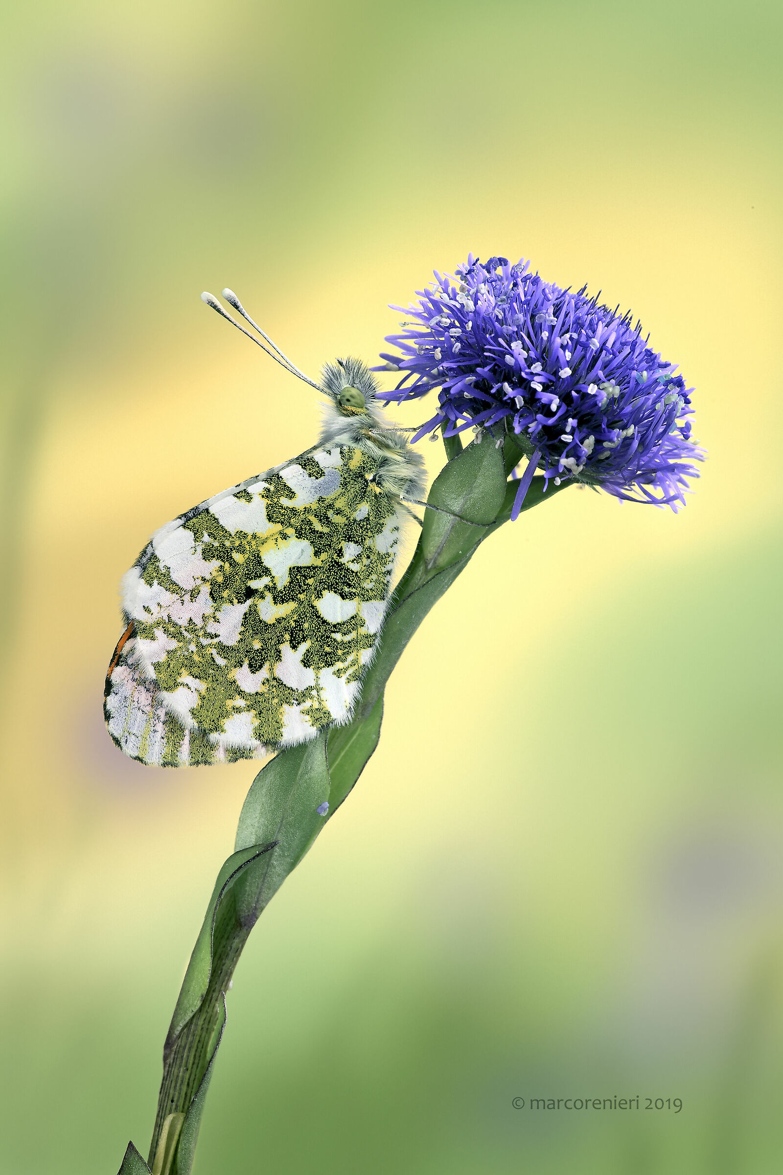 Anthocharis cardamines