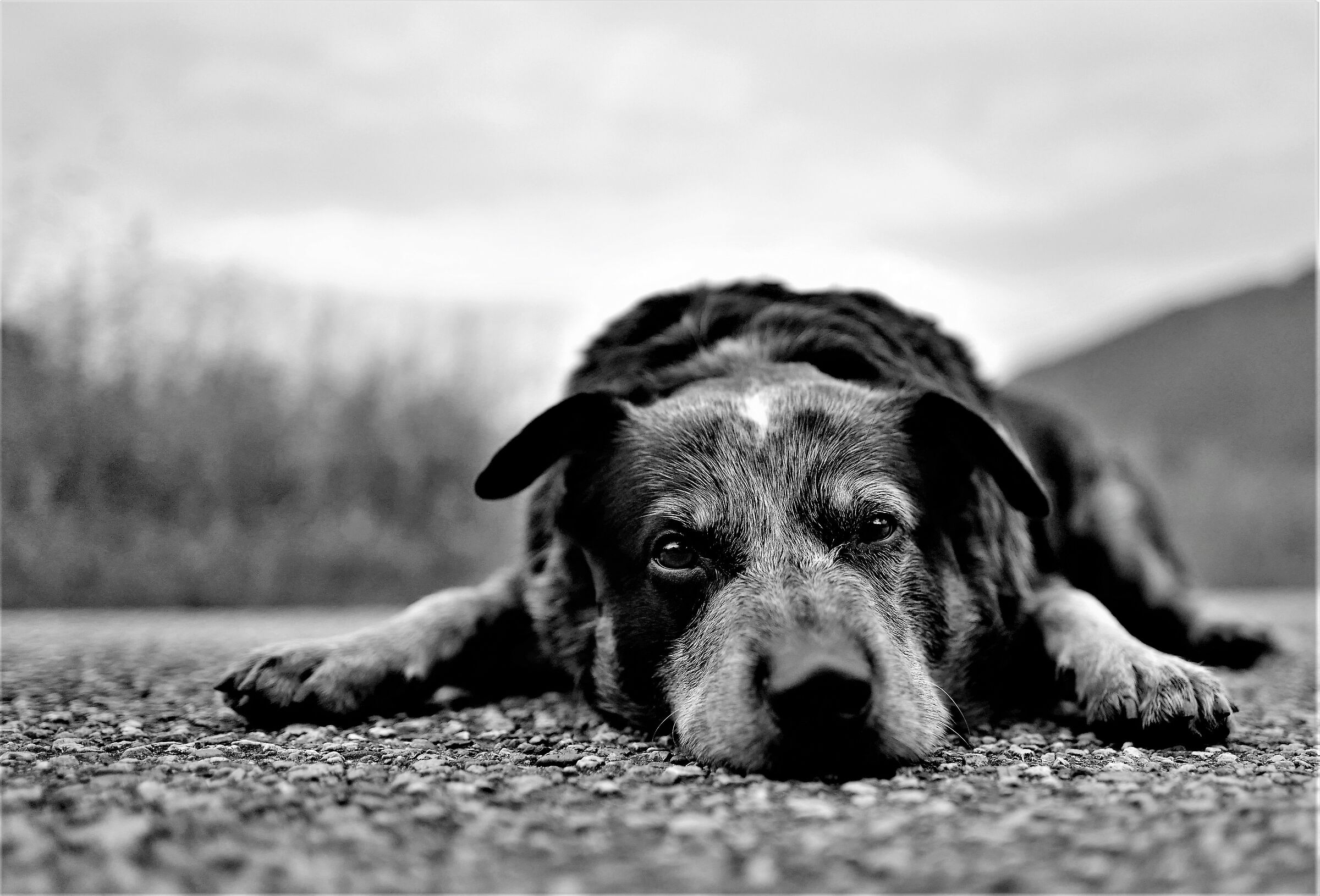 Abbiamo giocato tanto, possiamo andare a casa ora?