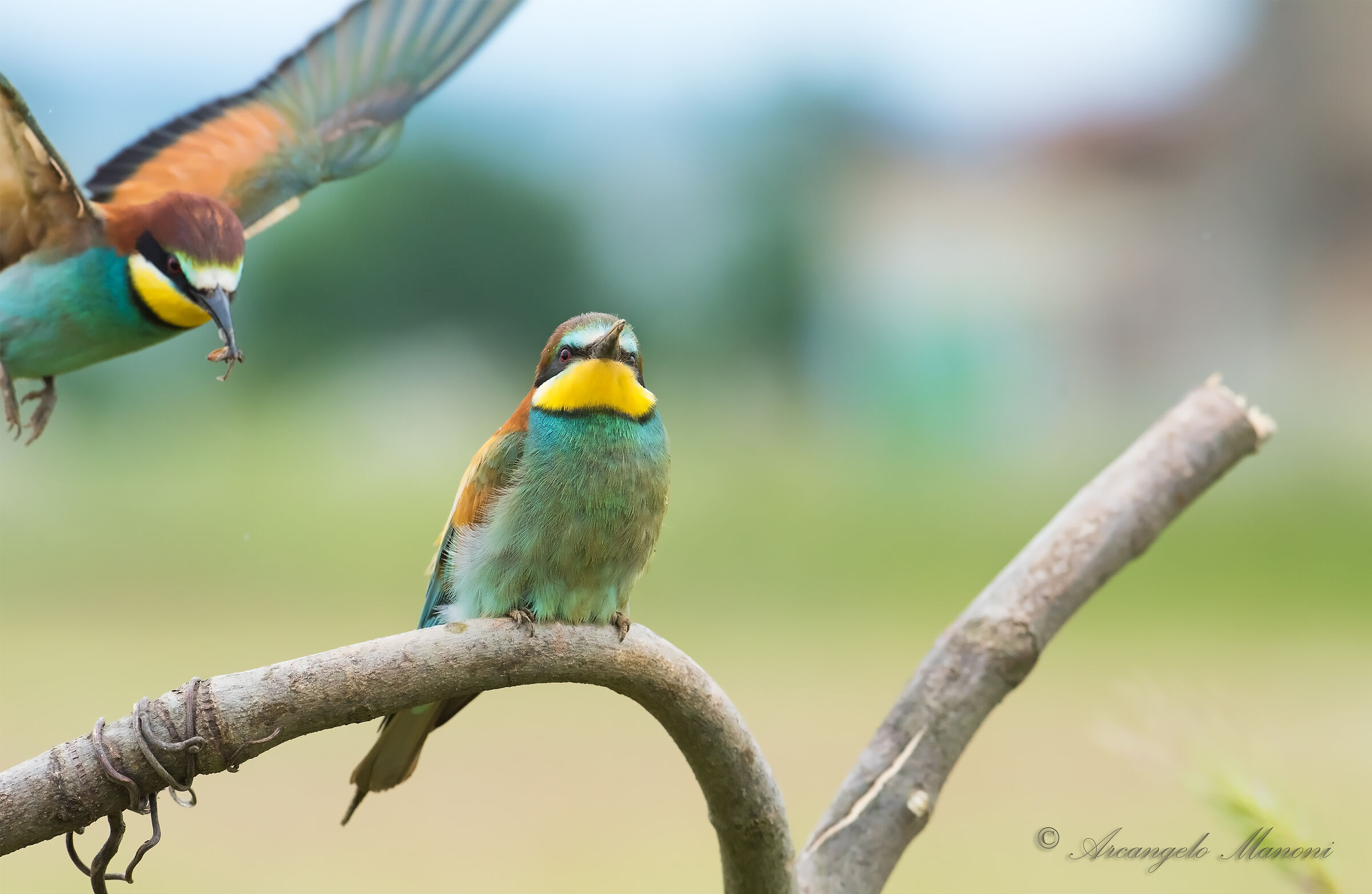 Attendendo il dono d'amore