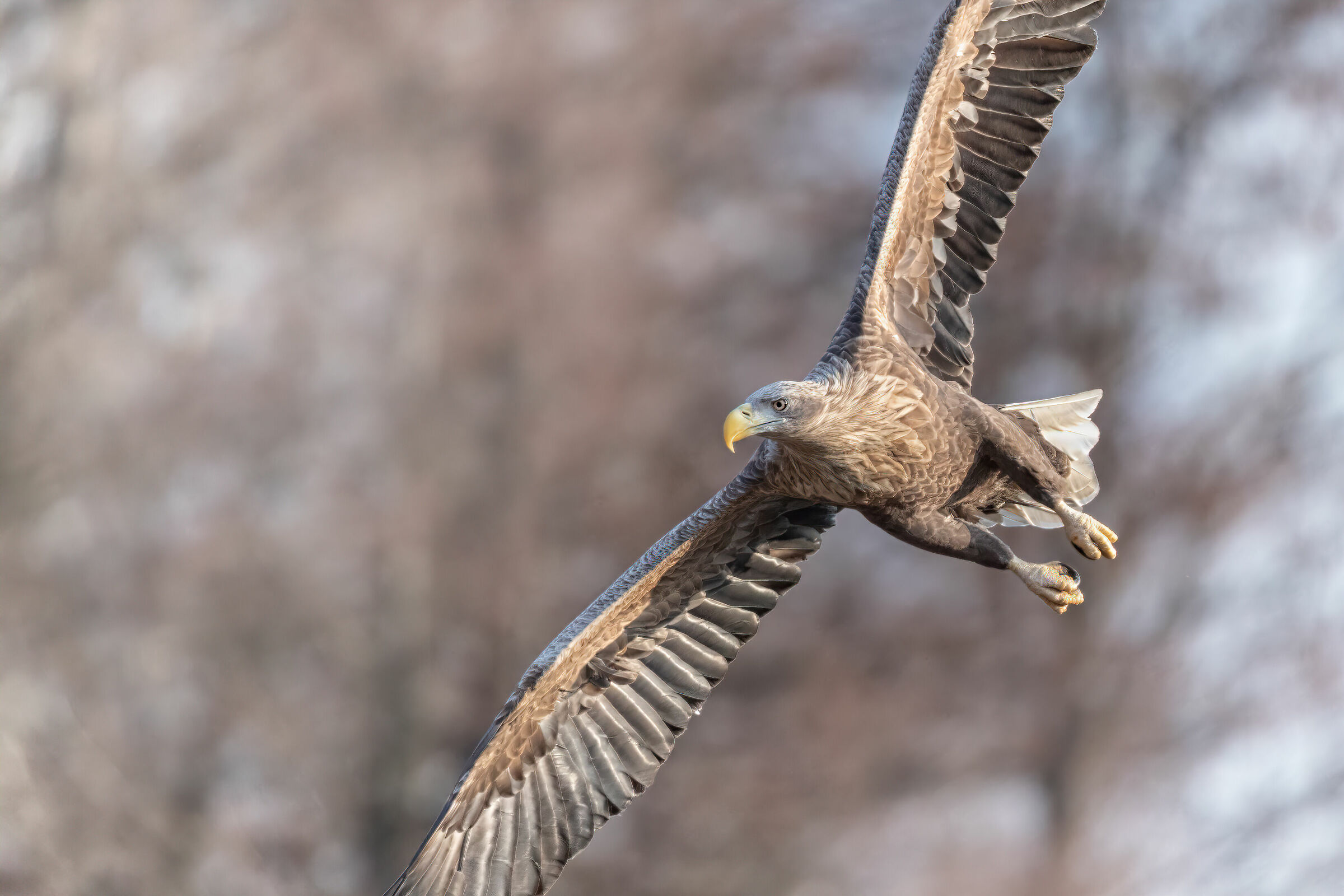 White Tailed Eagle 2