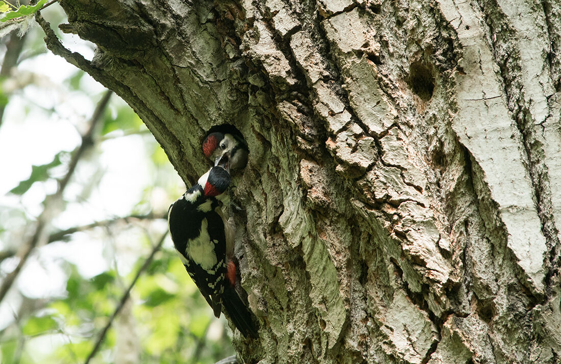 Red Woodpeckers, Imbeciff