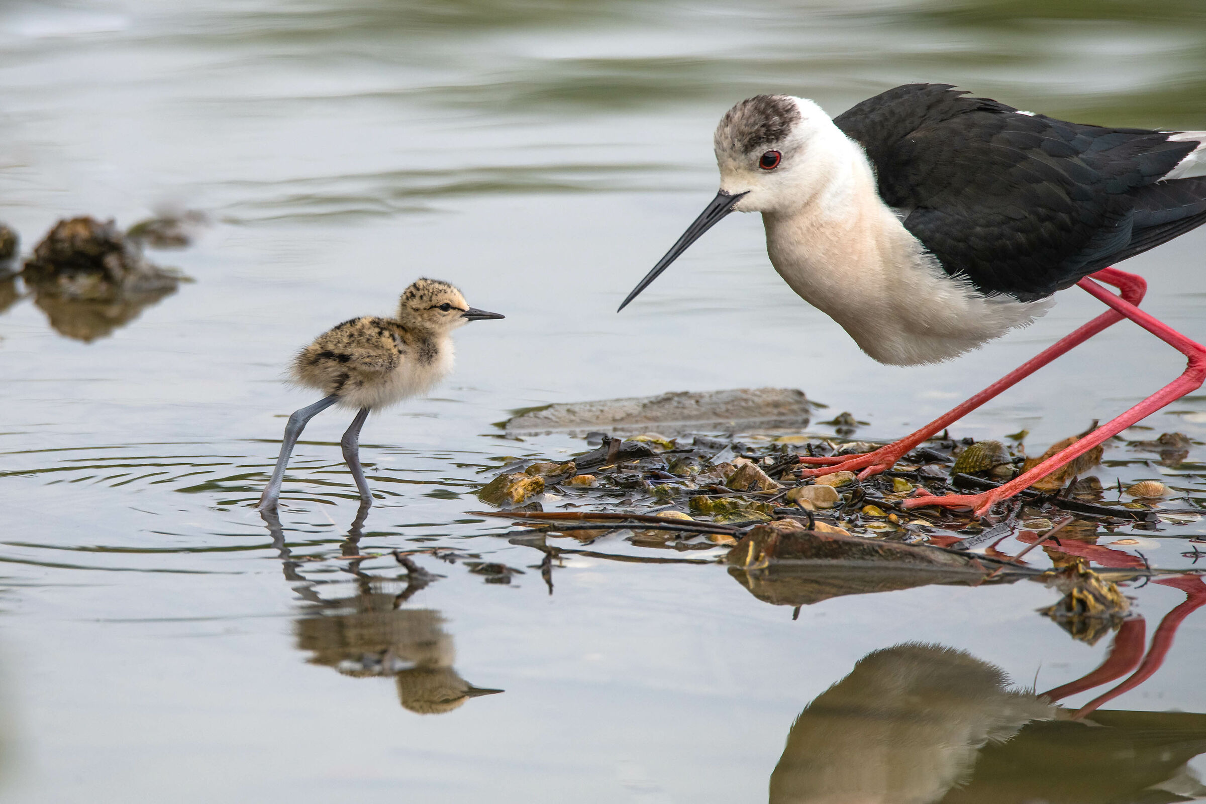 Pulcino Cavaliere d'Italia
