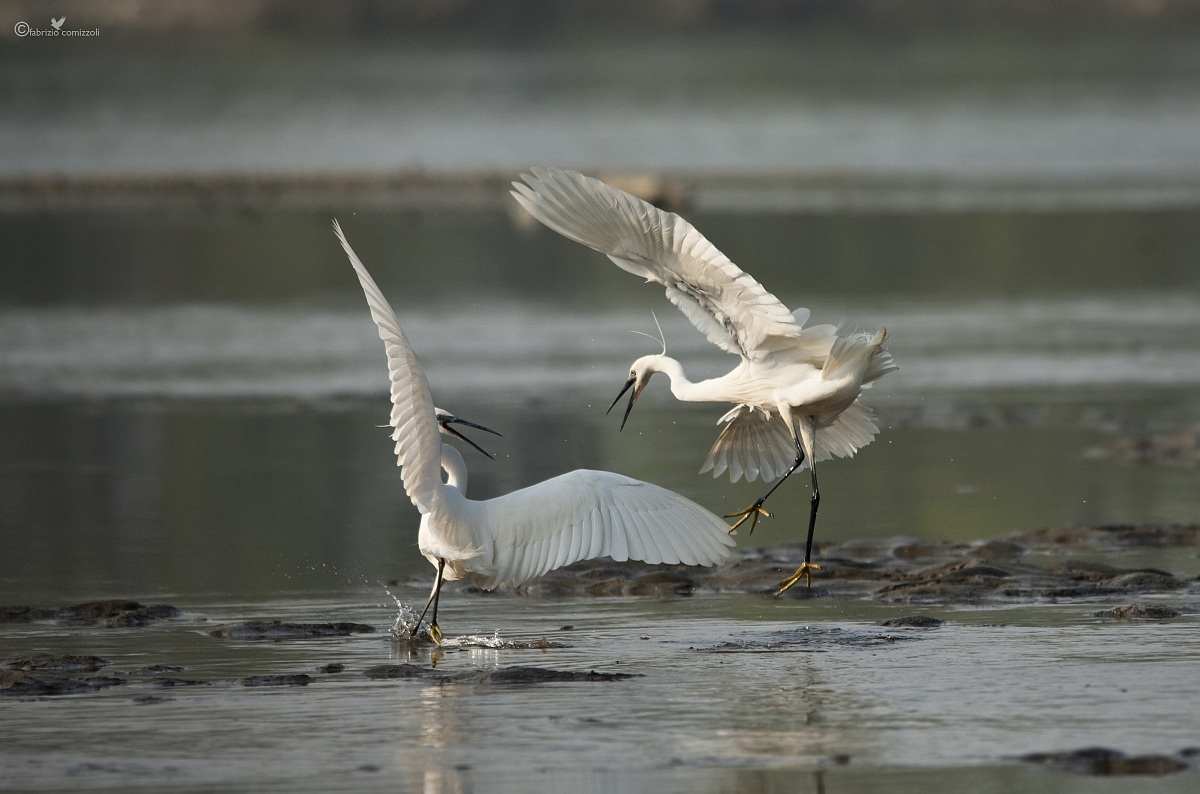 Garzetta - Egretta garzetta