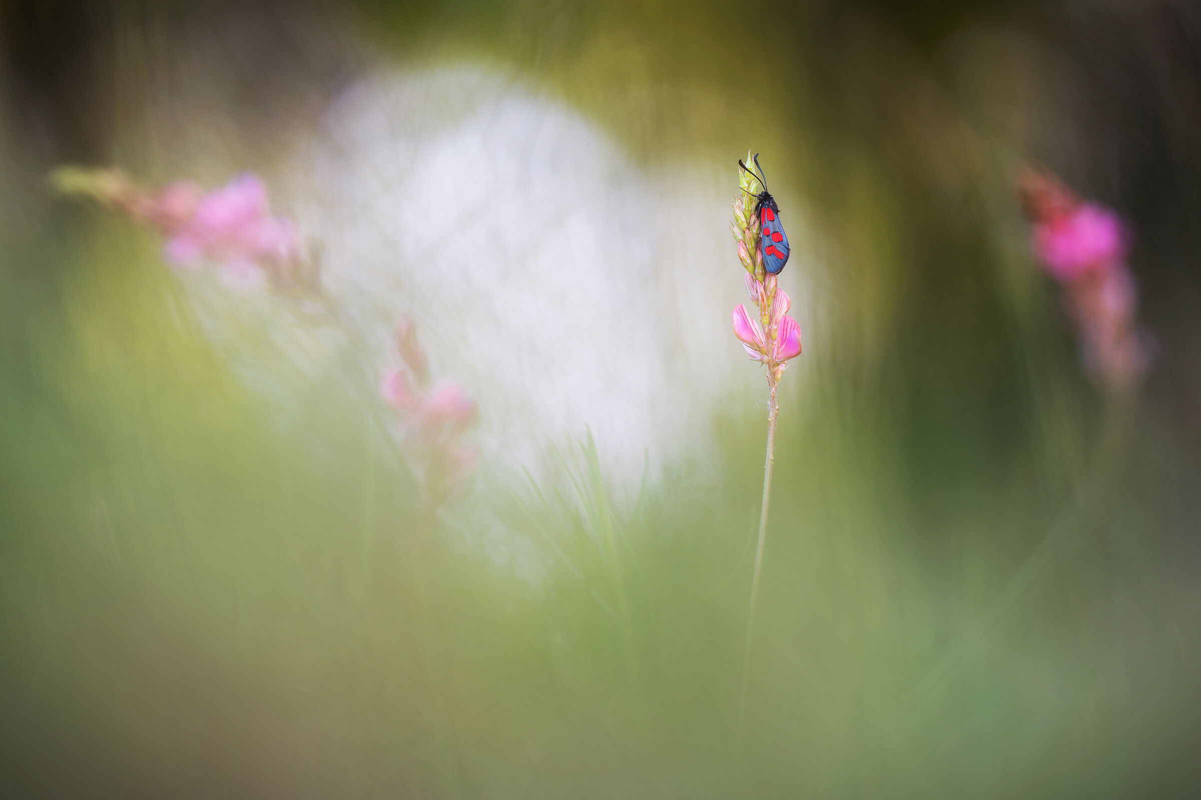 Zygaena filipendulae