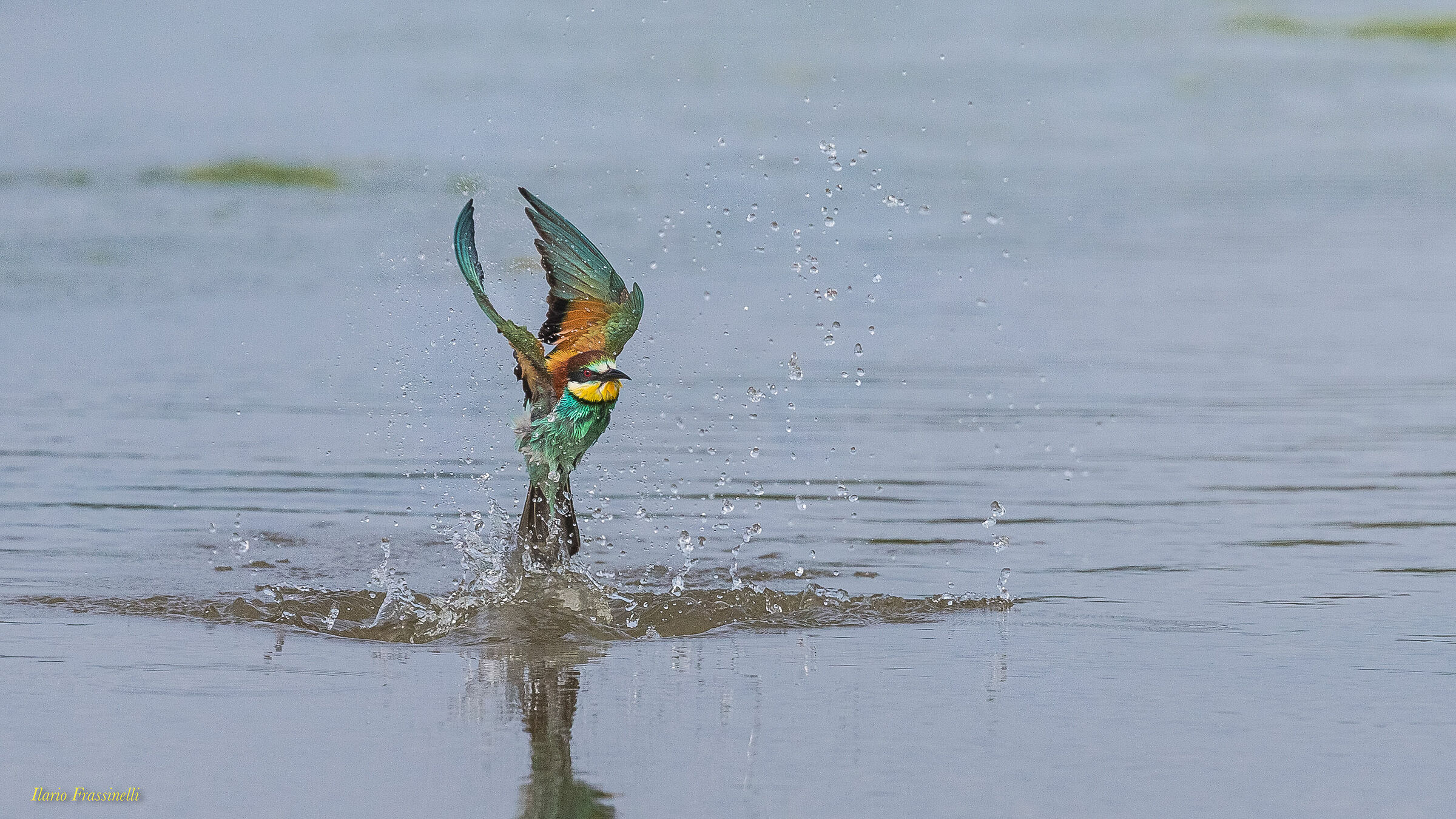 Bee-eater