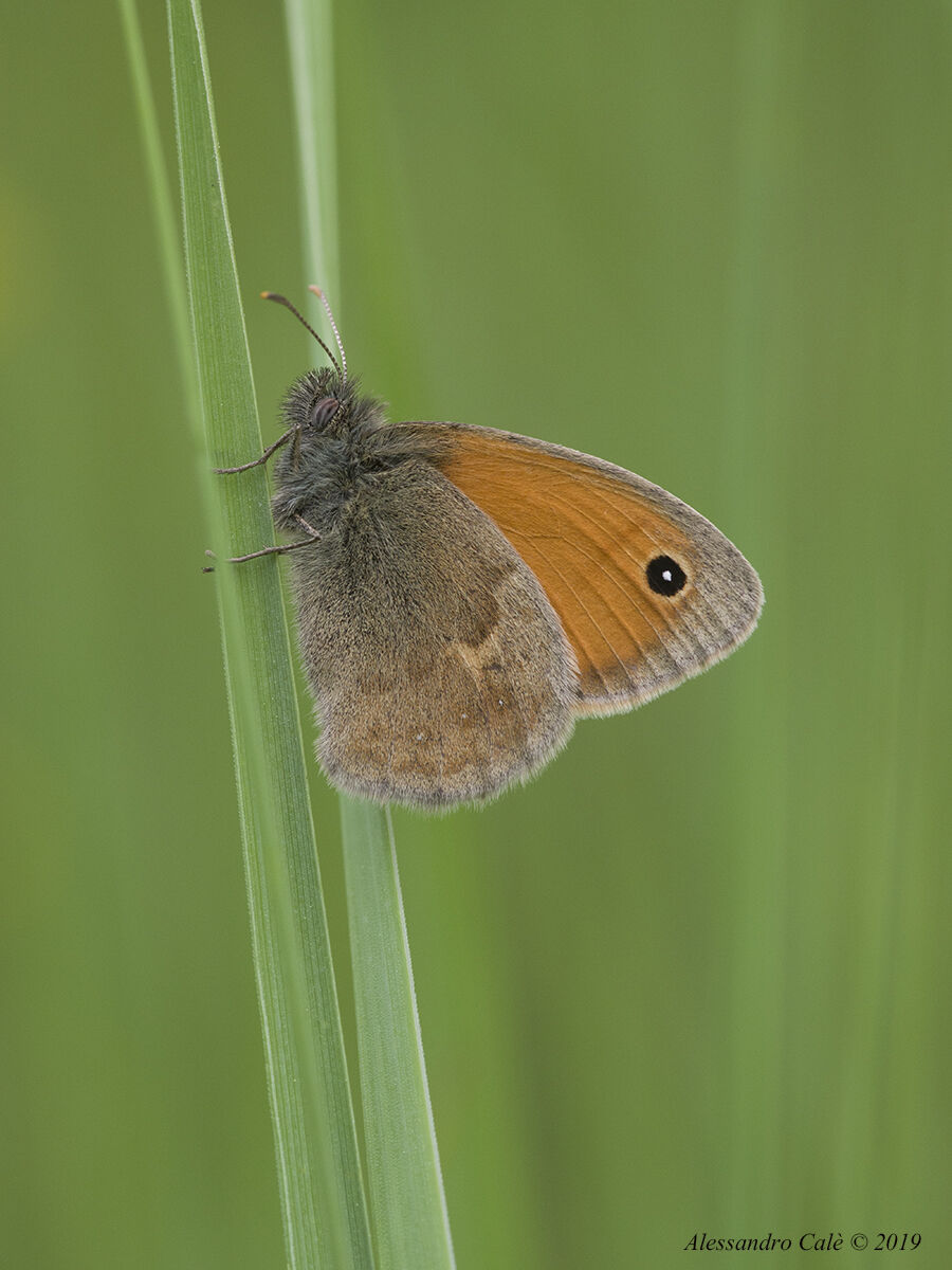 Farfallina 0567