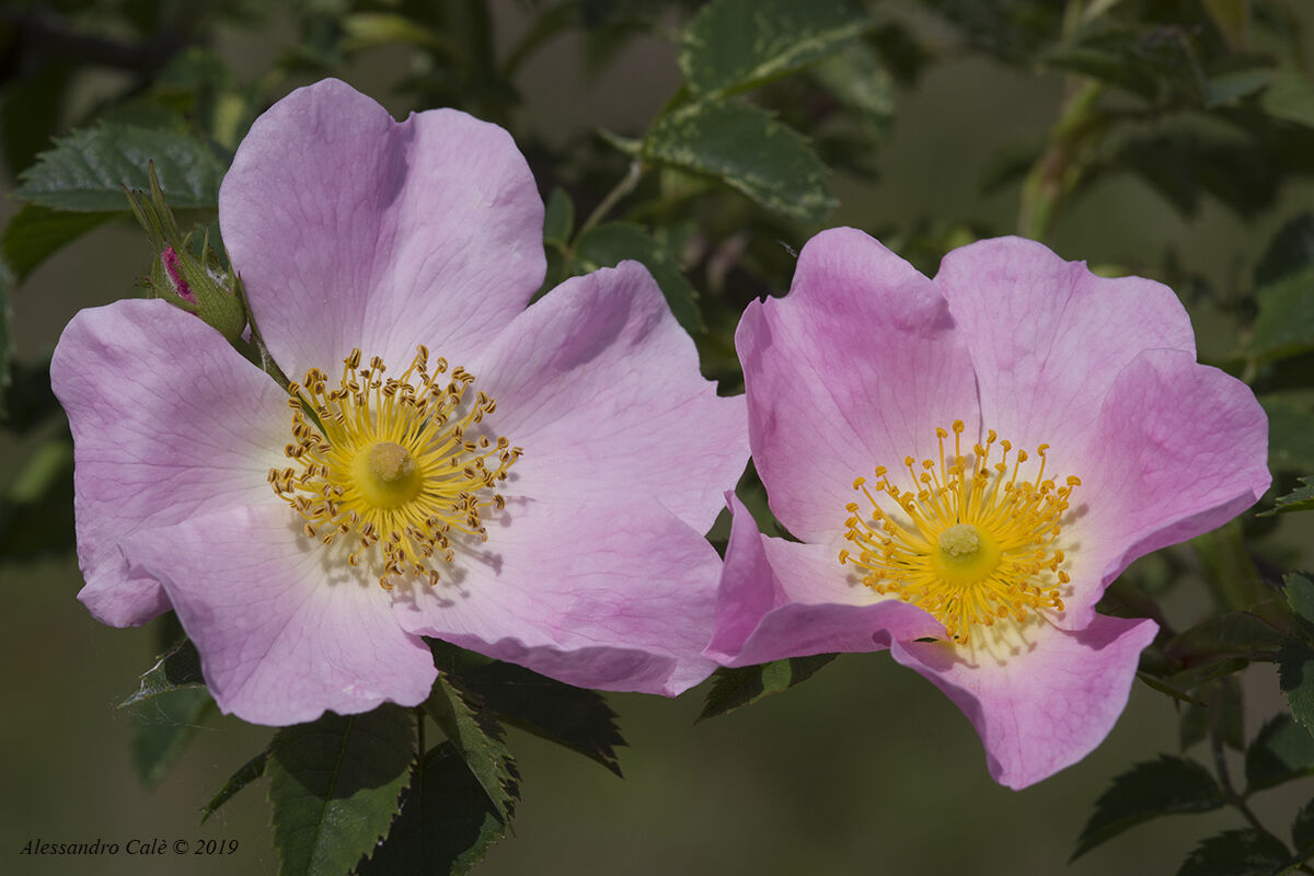 Rosa canina 0474