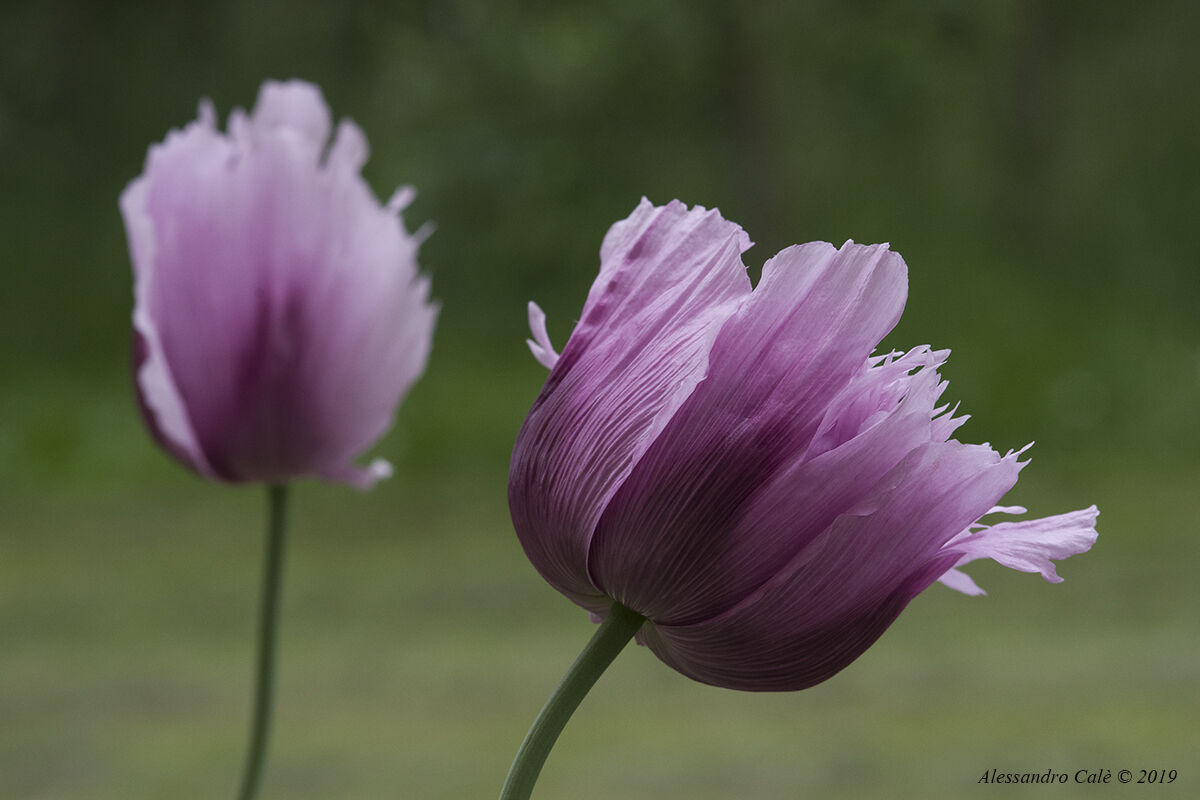 Strange Poppies 0631