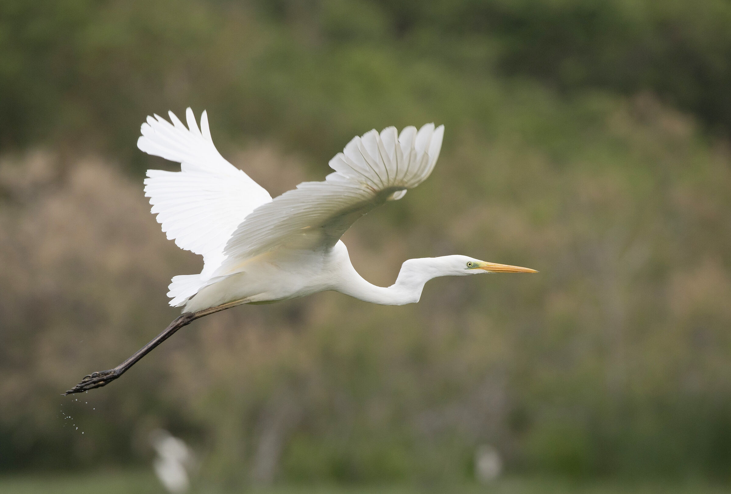 Greater White Heron 1