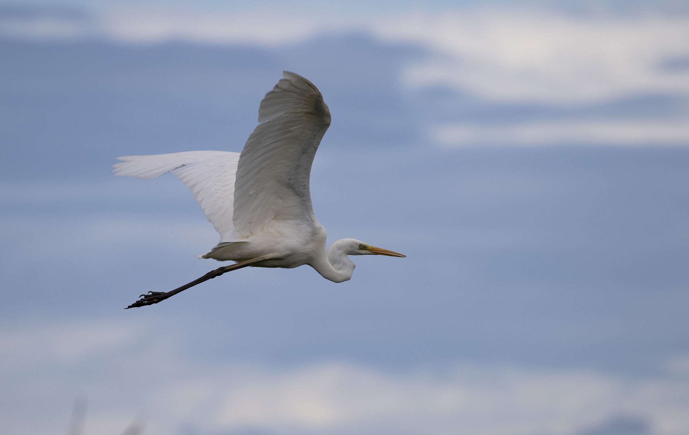 White Heron