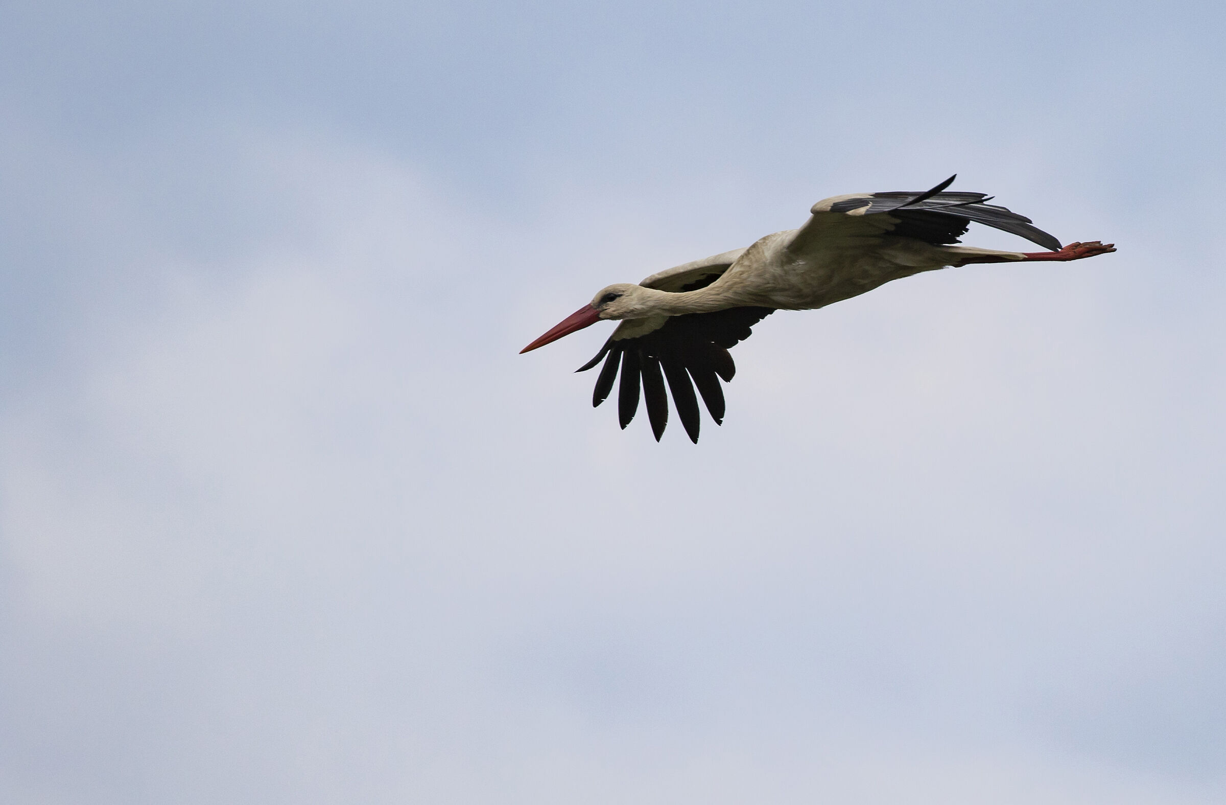 Stork