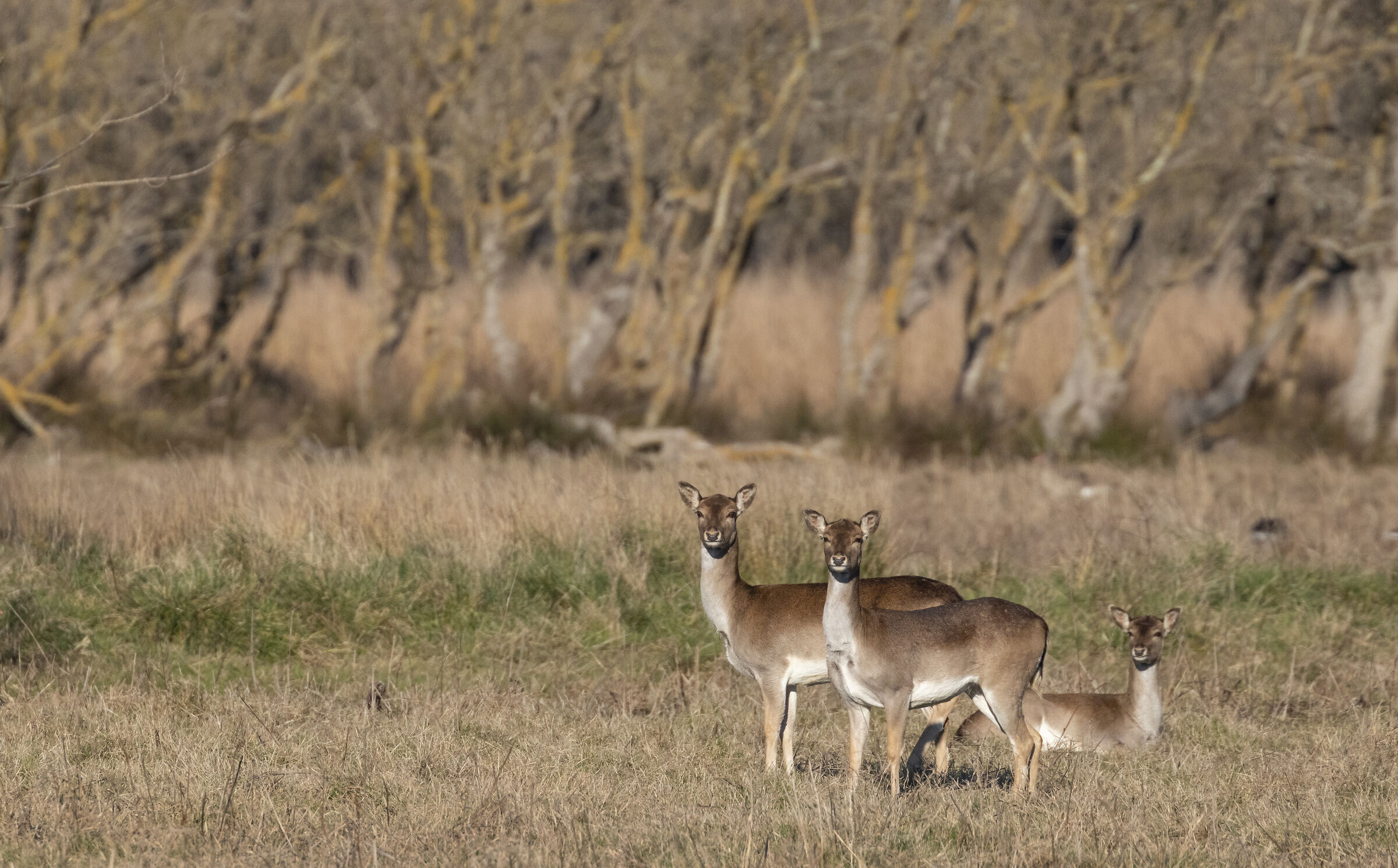 Fallow deer