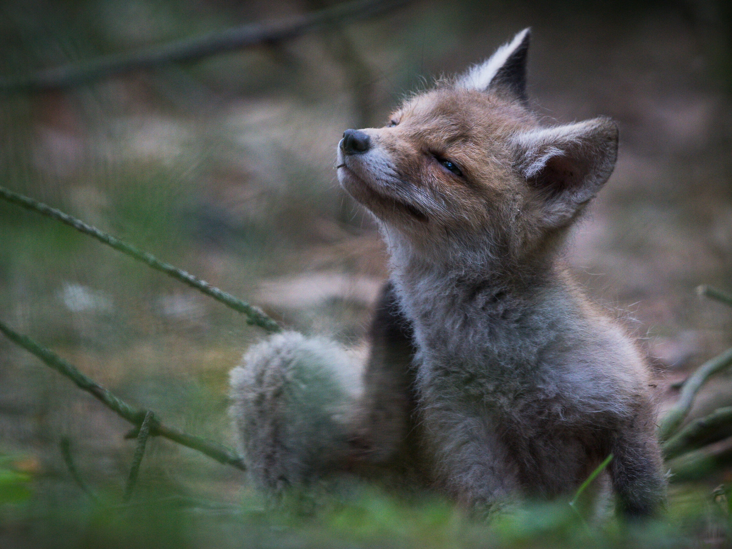 Red fox (Vulpes vulpes)