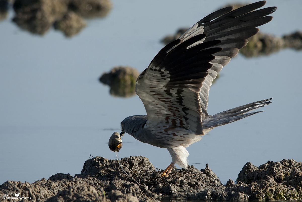 Albenella minore - Circus pygargus