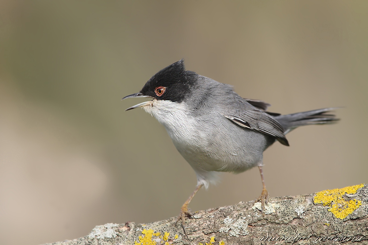 Occhiocotto(Sylvia melanocephala)