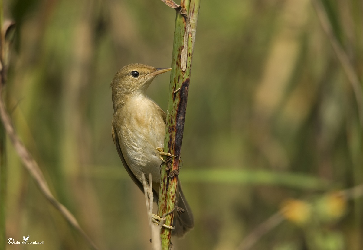 Cannaiola verdognola - acrocephalus palustris