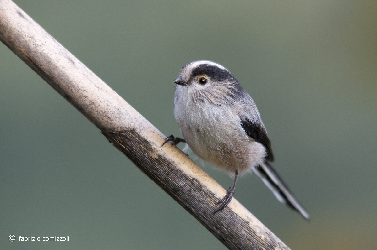 Codibugnolo - Aegithalos caudatus