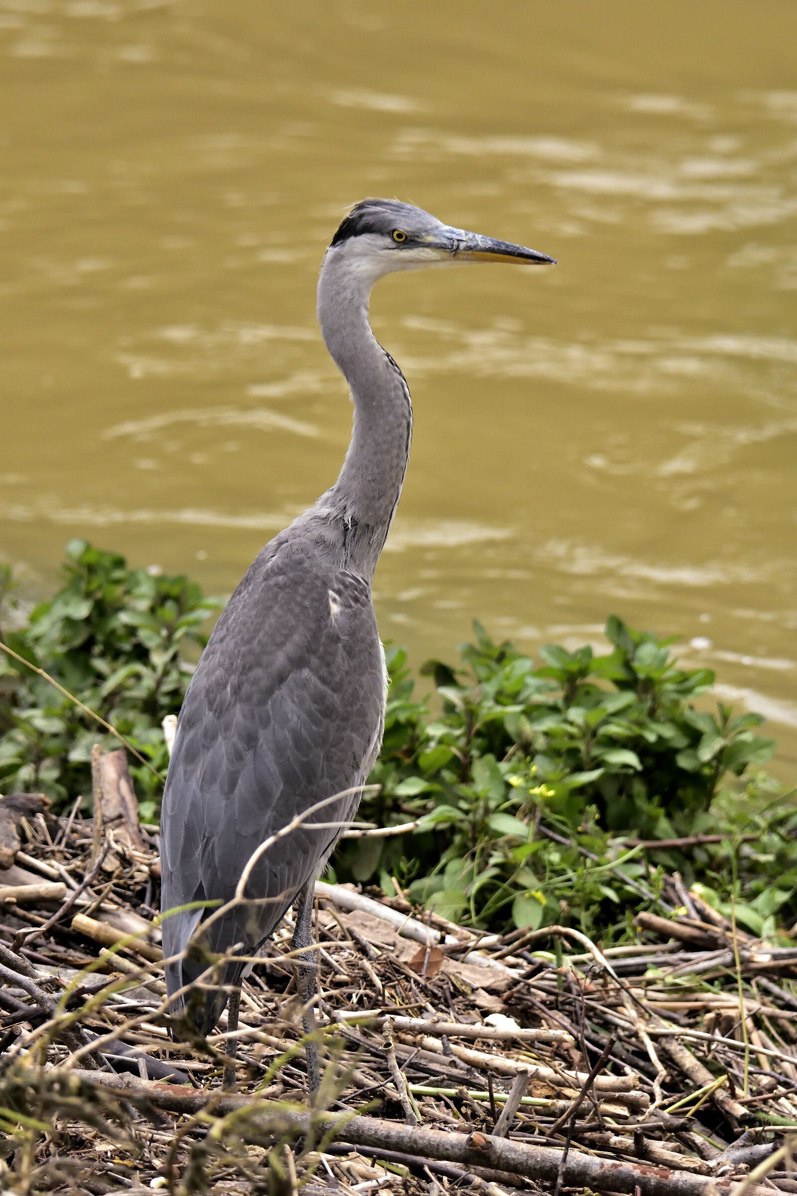 Airone - Ardea Cinerea