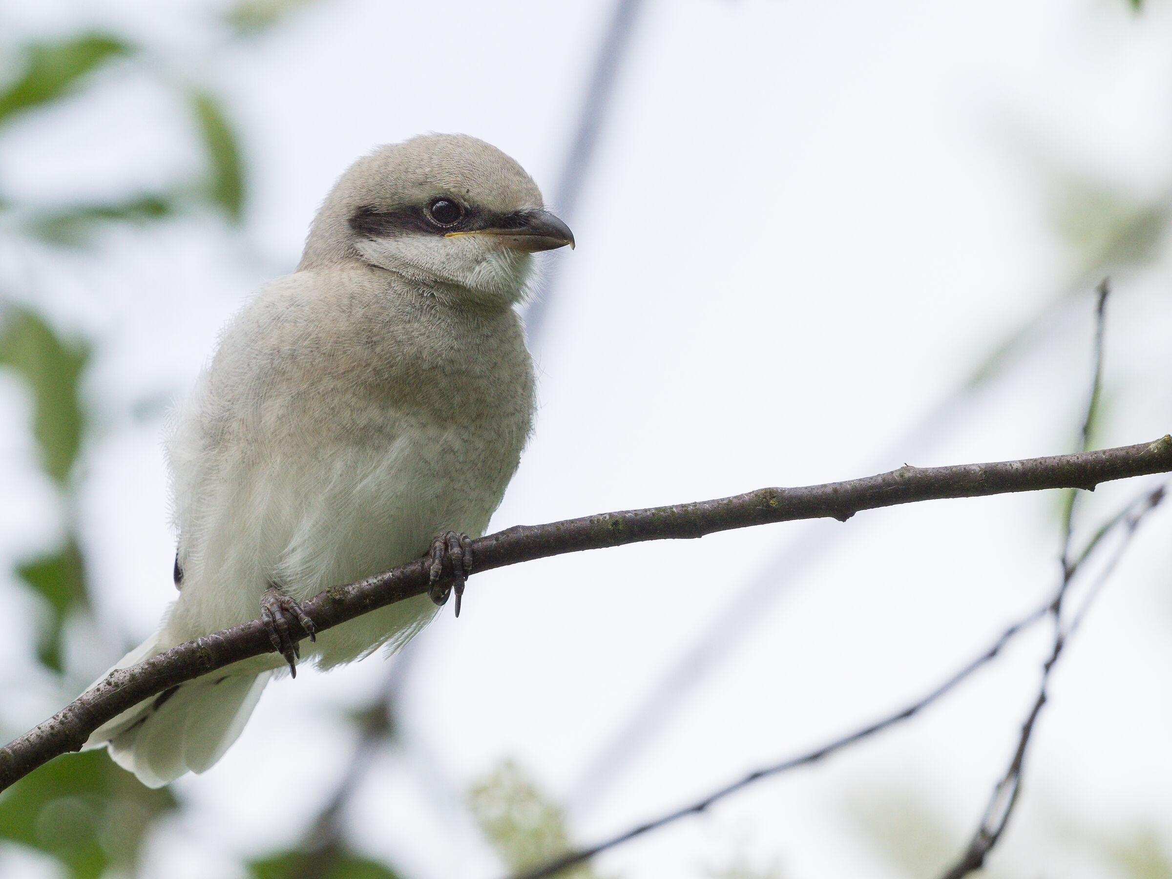 Grande Shrike grigio (Lanius excubitor)