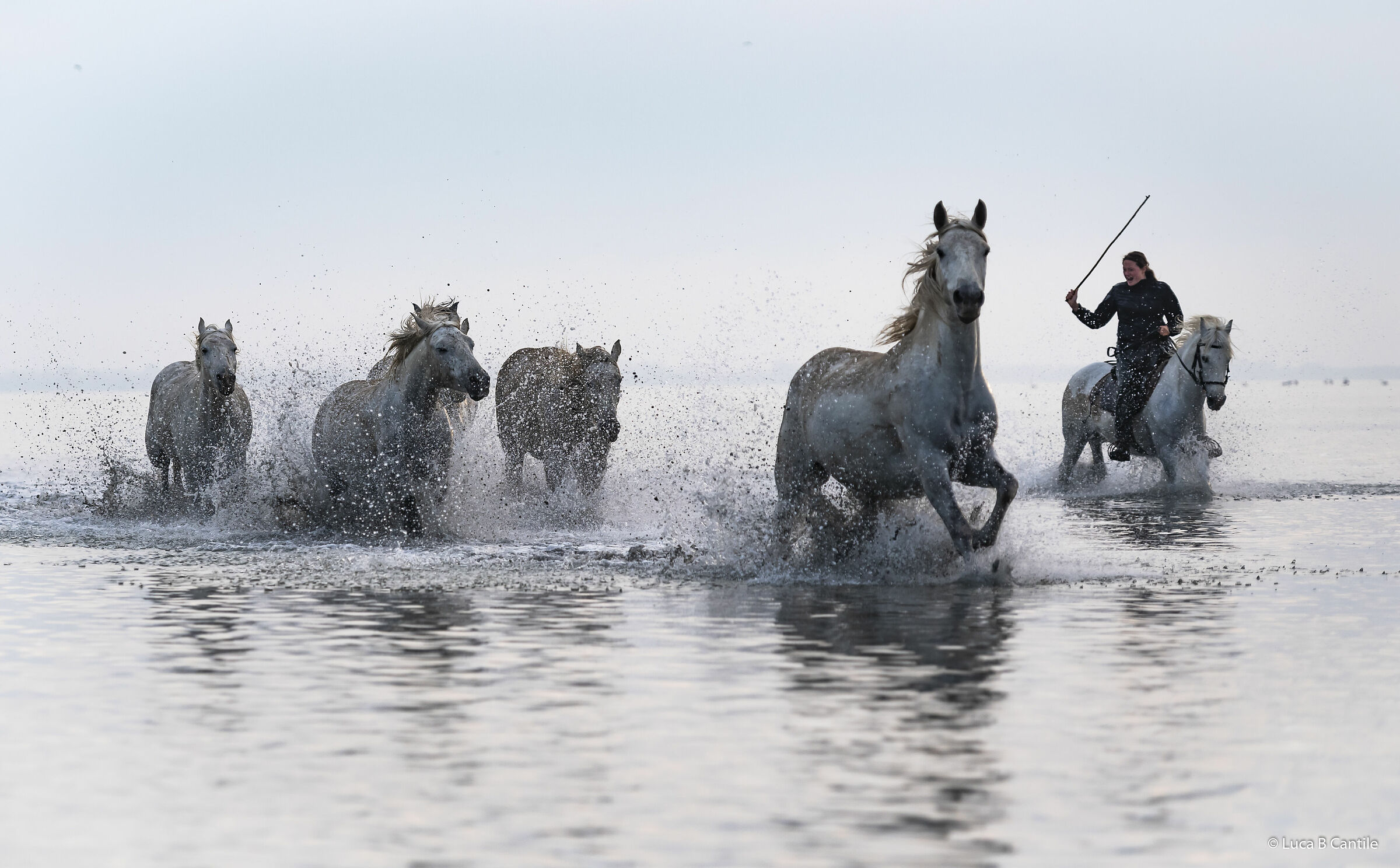 Camargue and Guardian