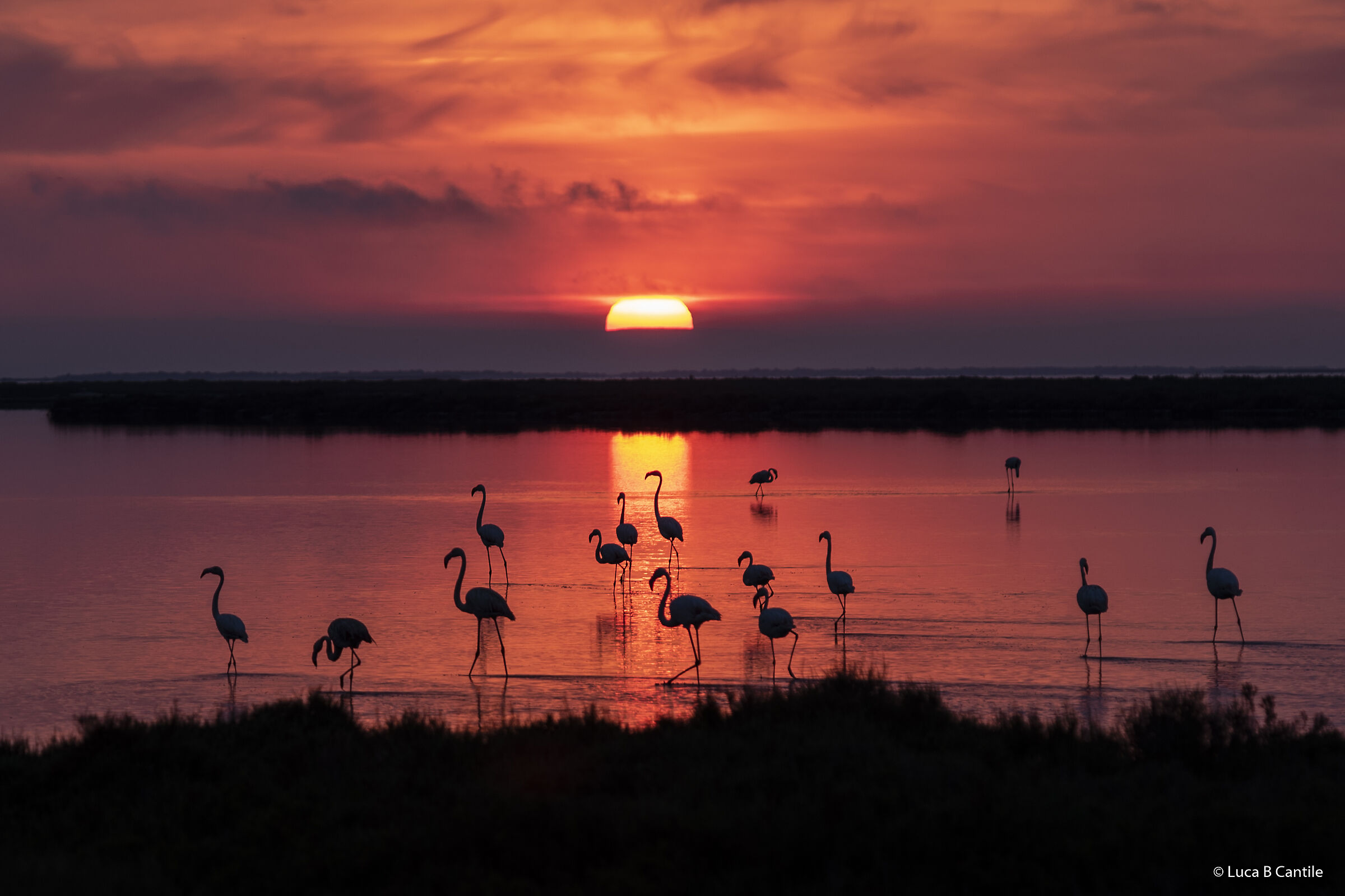 Flamingos SunSet