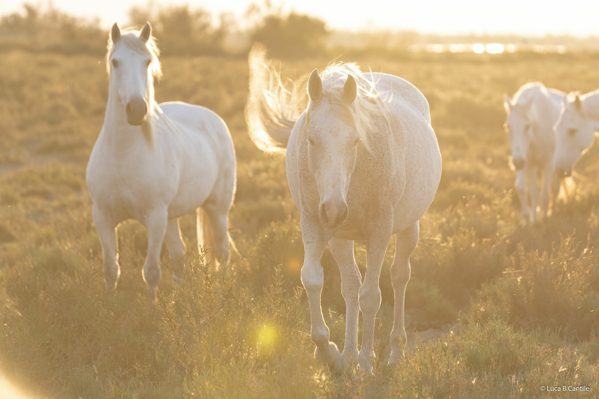 Camargue Sunset