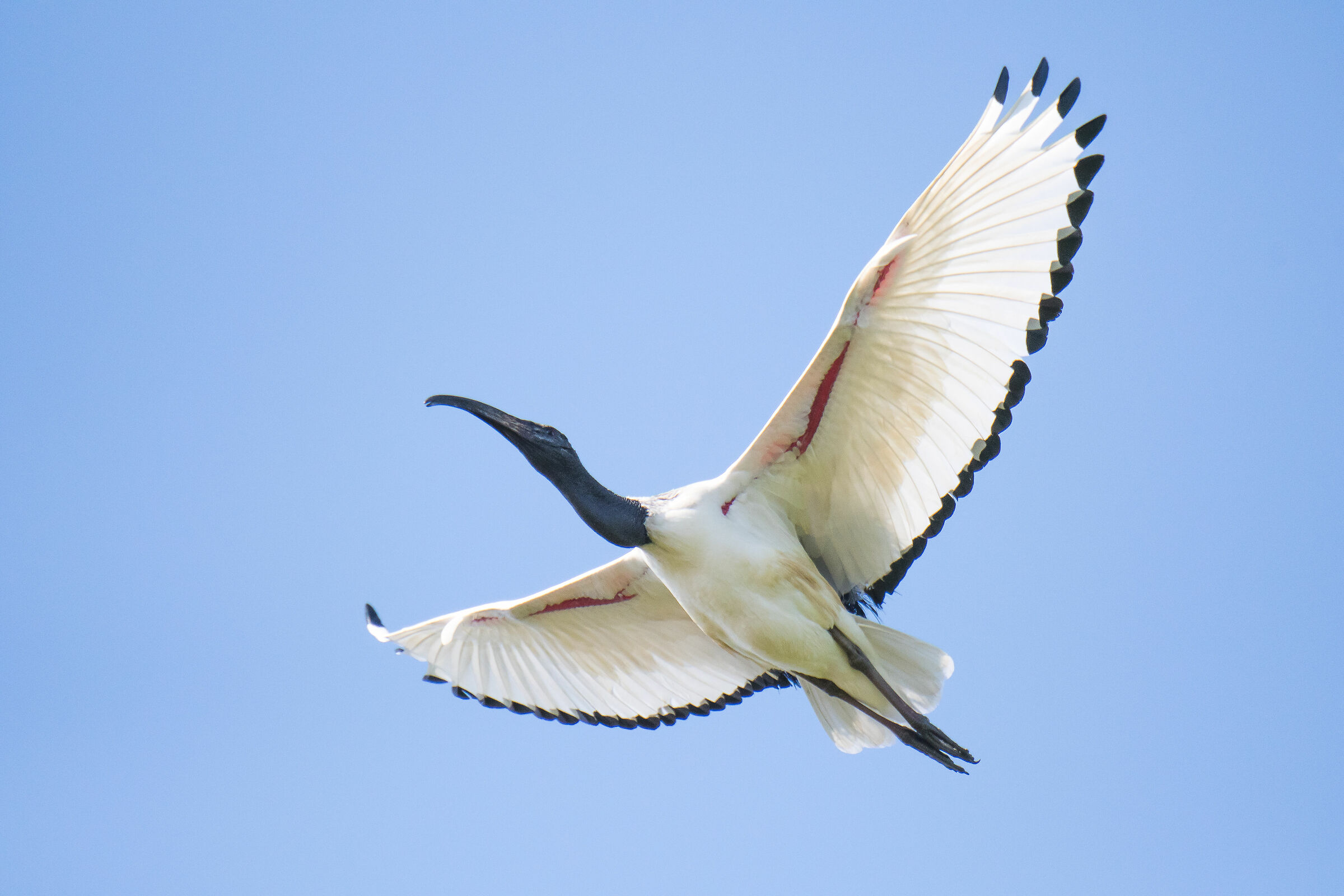 Ibis in volo