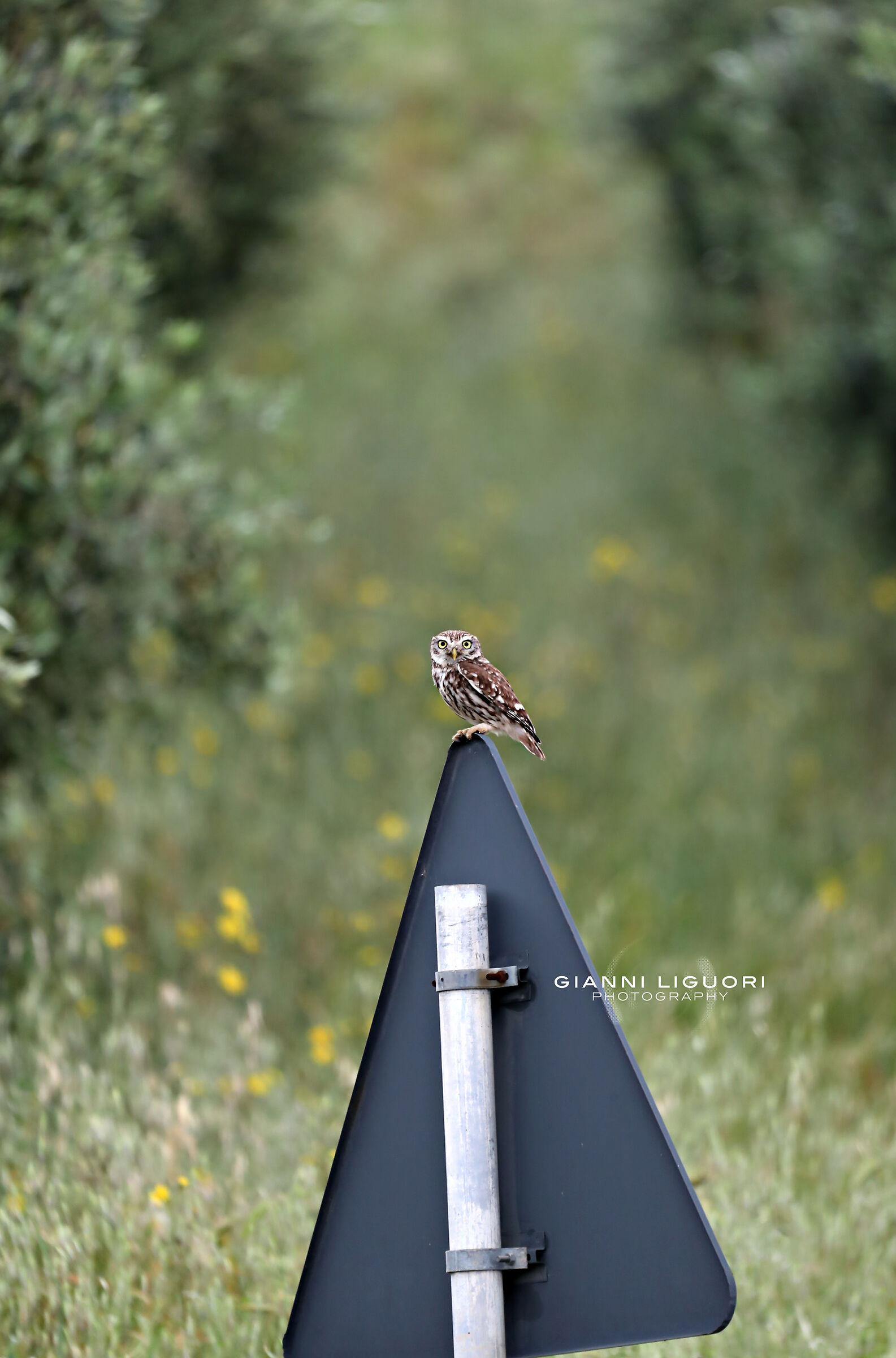 "Controllo del territorio"...