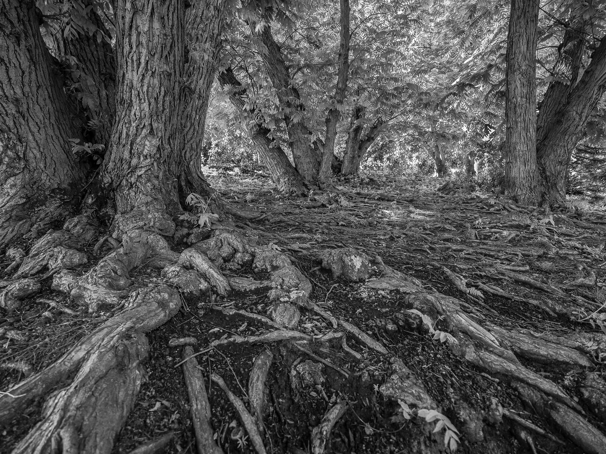 la mia foresta.......