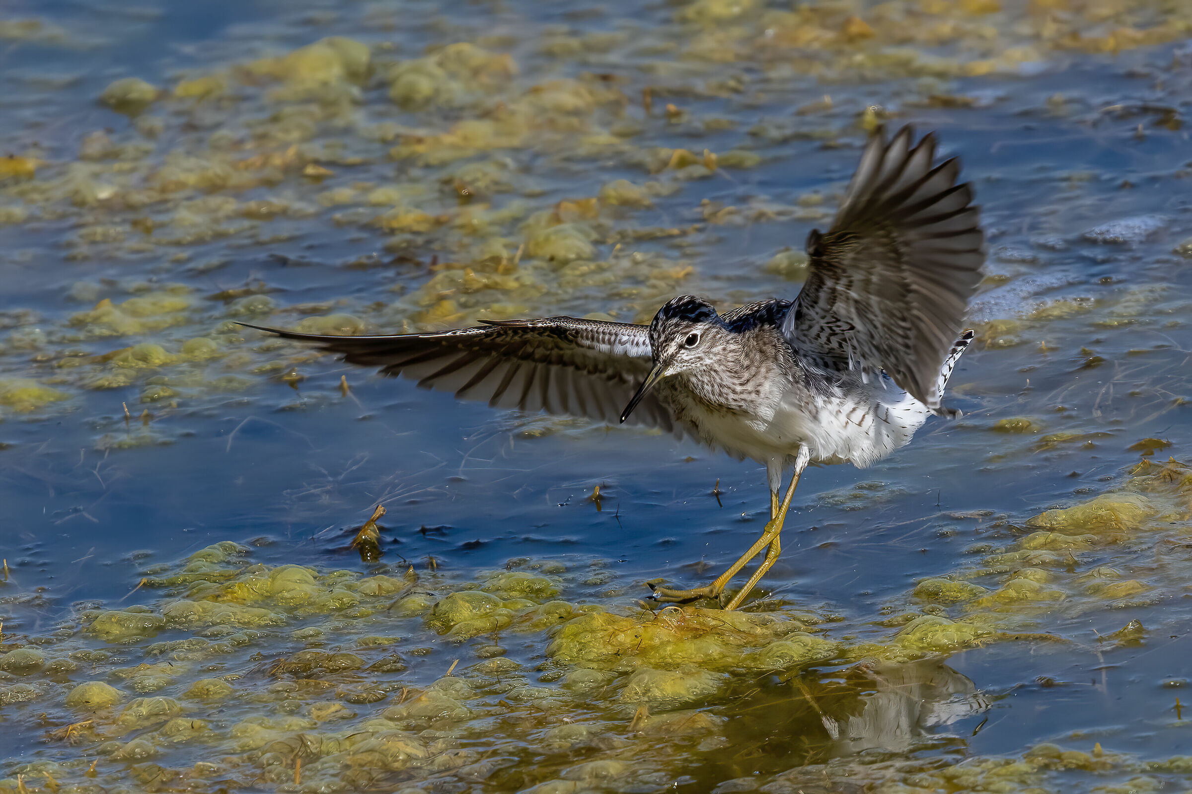 Piro piro boschereccio
