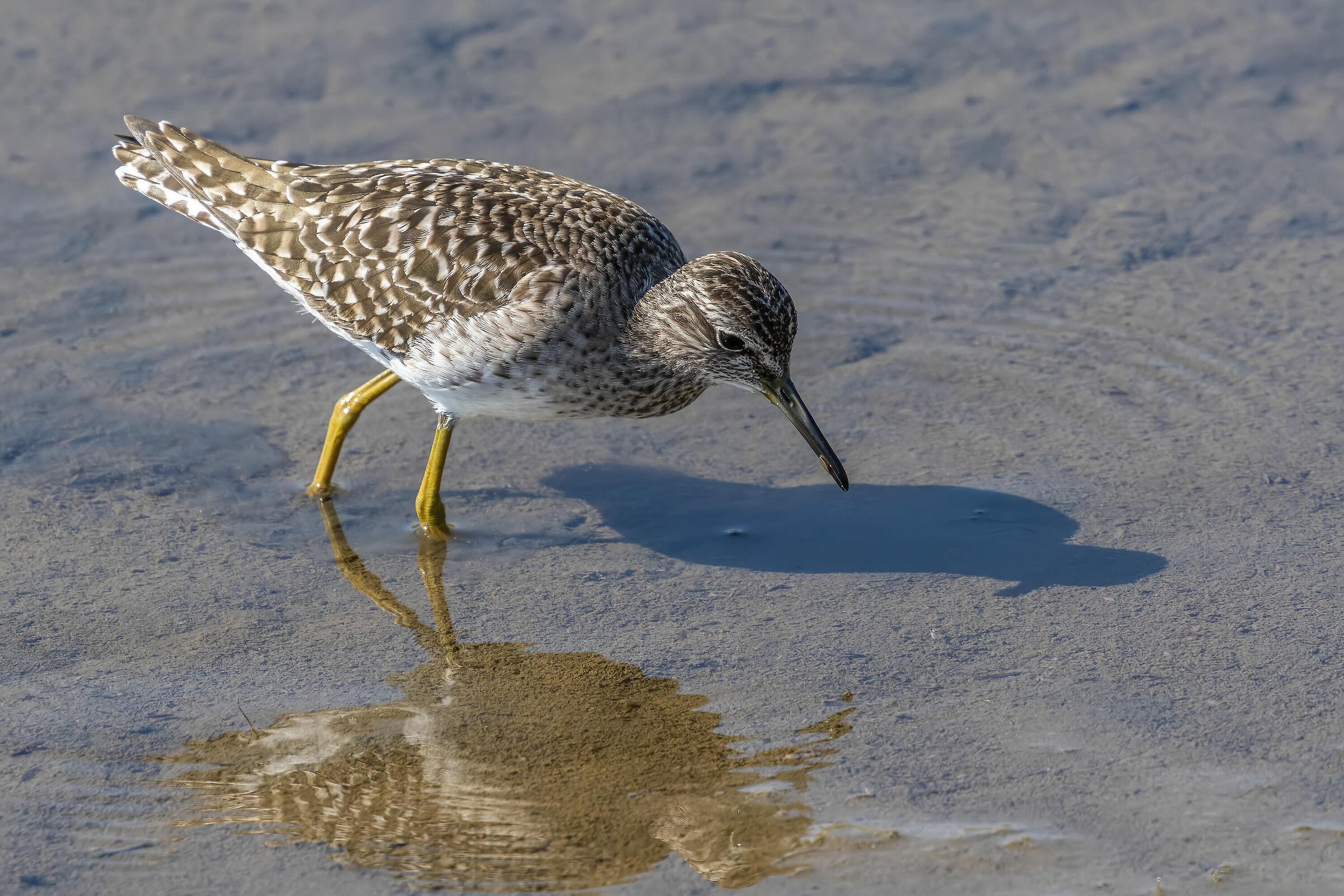 Piro piro boschereccio