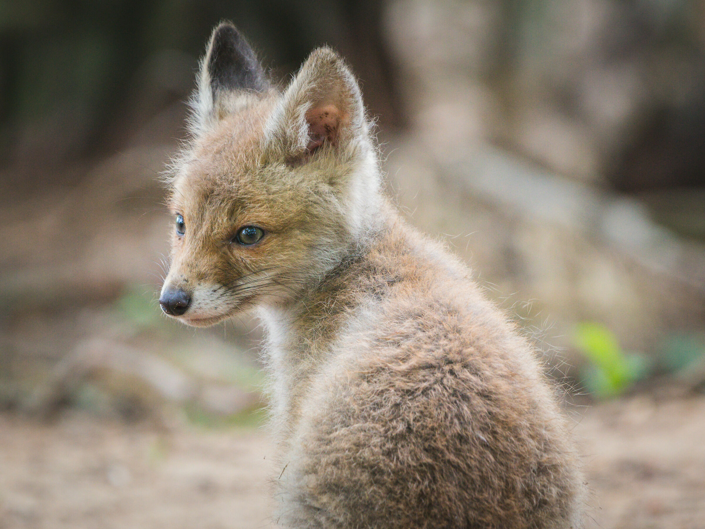 Volpe rossa (Vulpes vulpes)