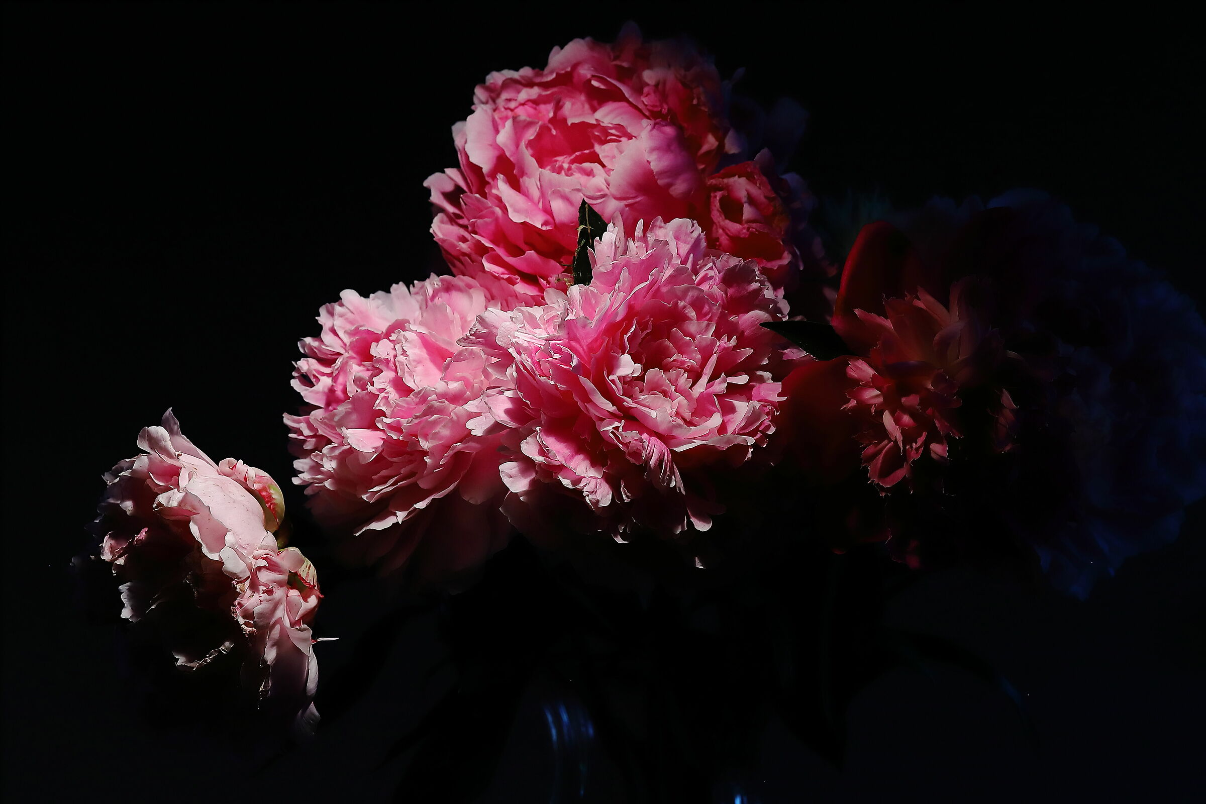 peonie
