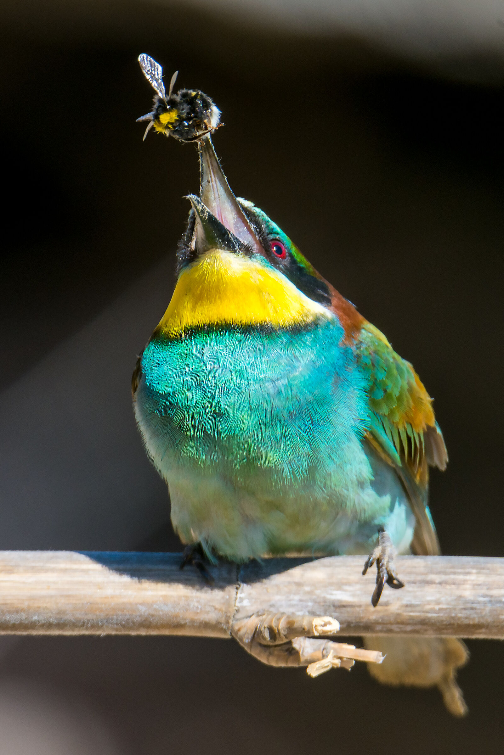 Bee-eater