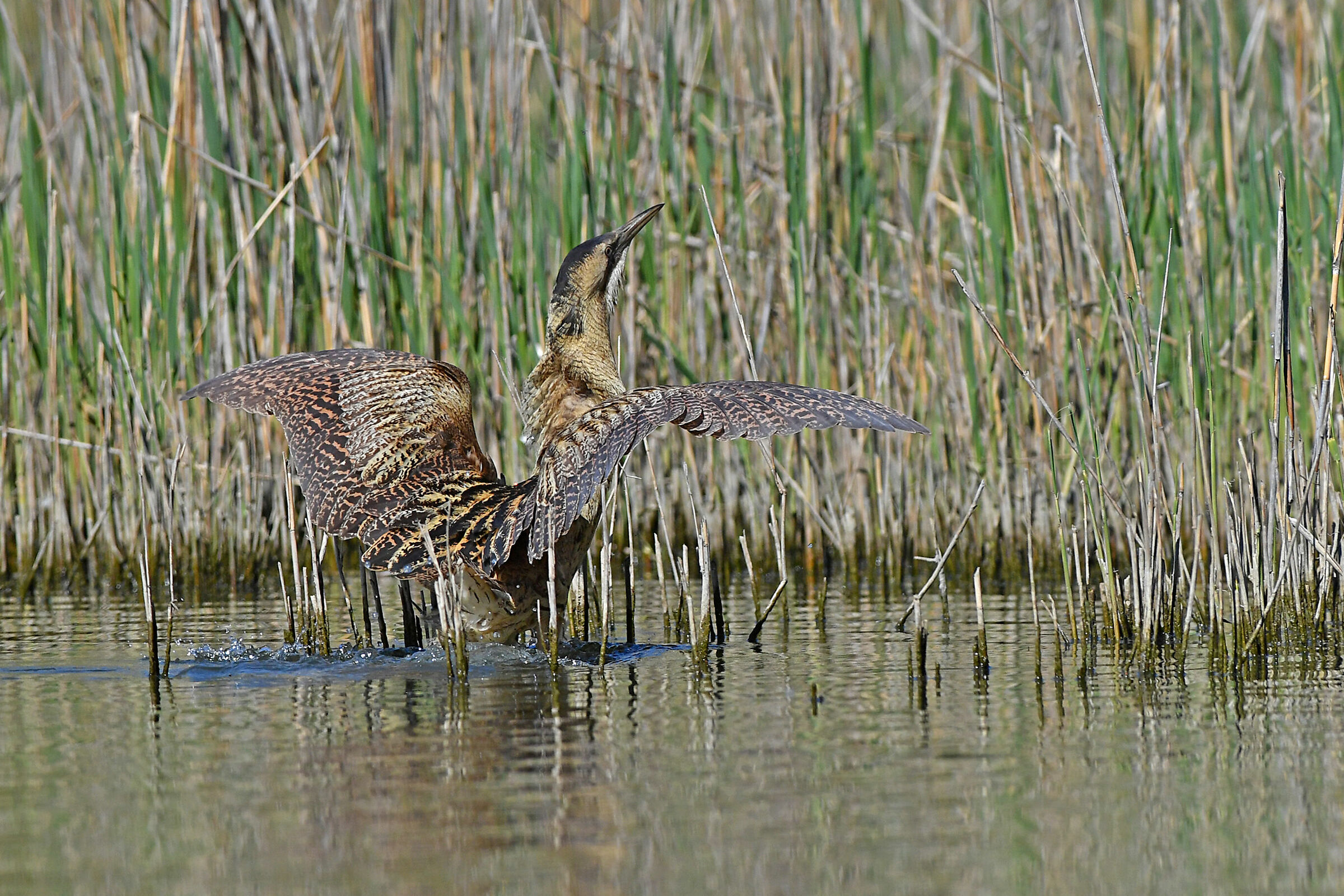 Stories of Feathers 3 (Bittern)