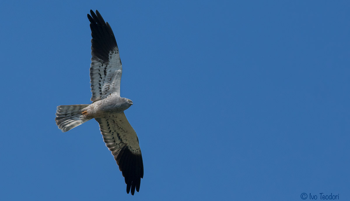 Albanella minore maschio.