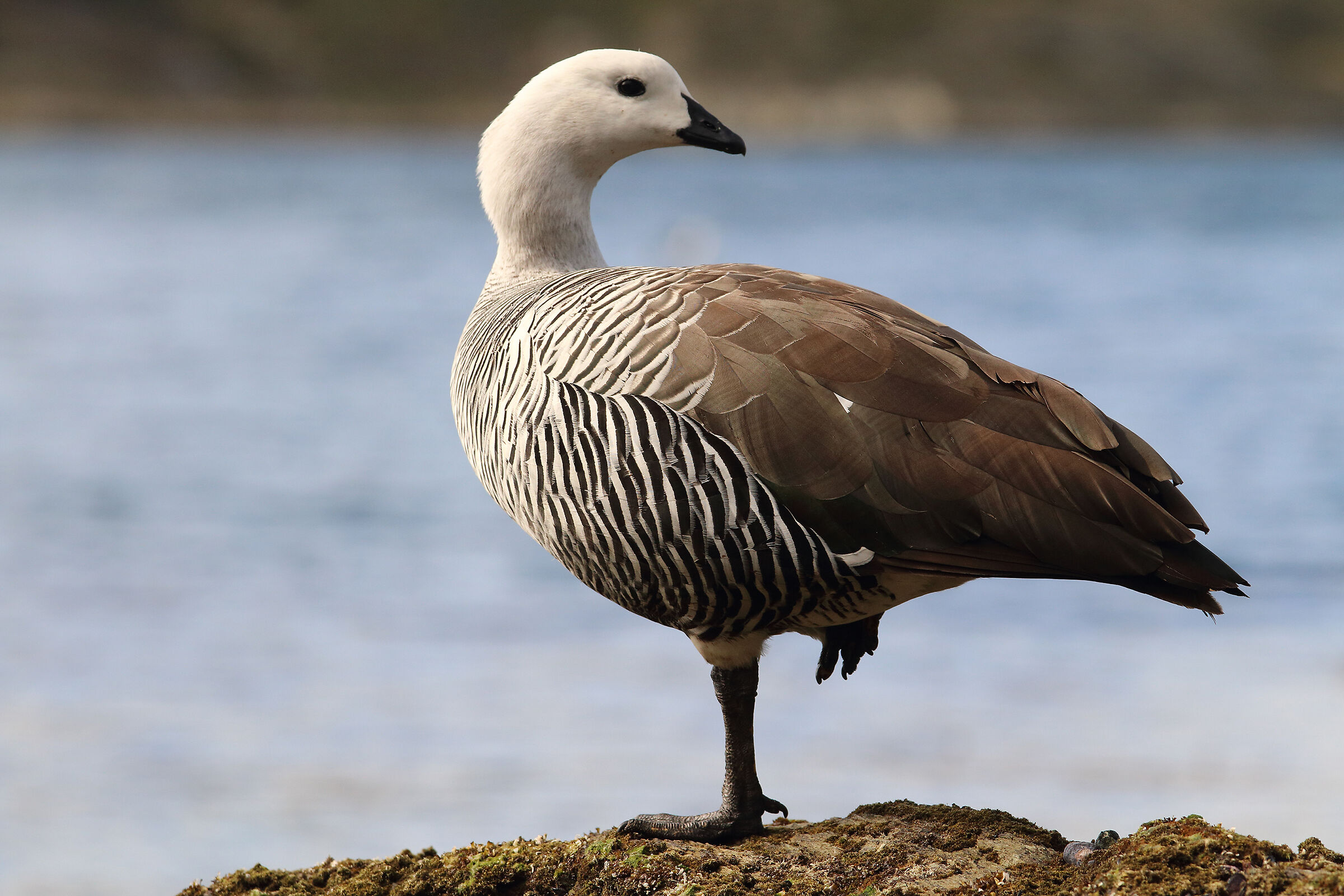 oche variopinte patagoniche