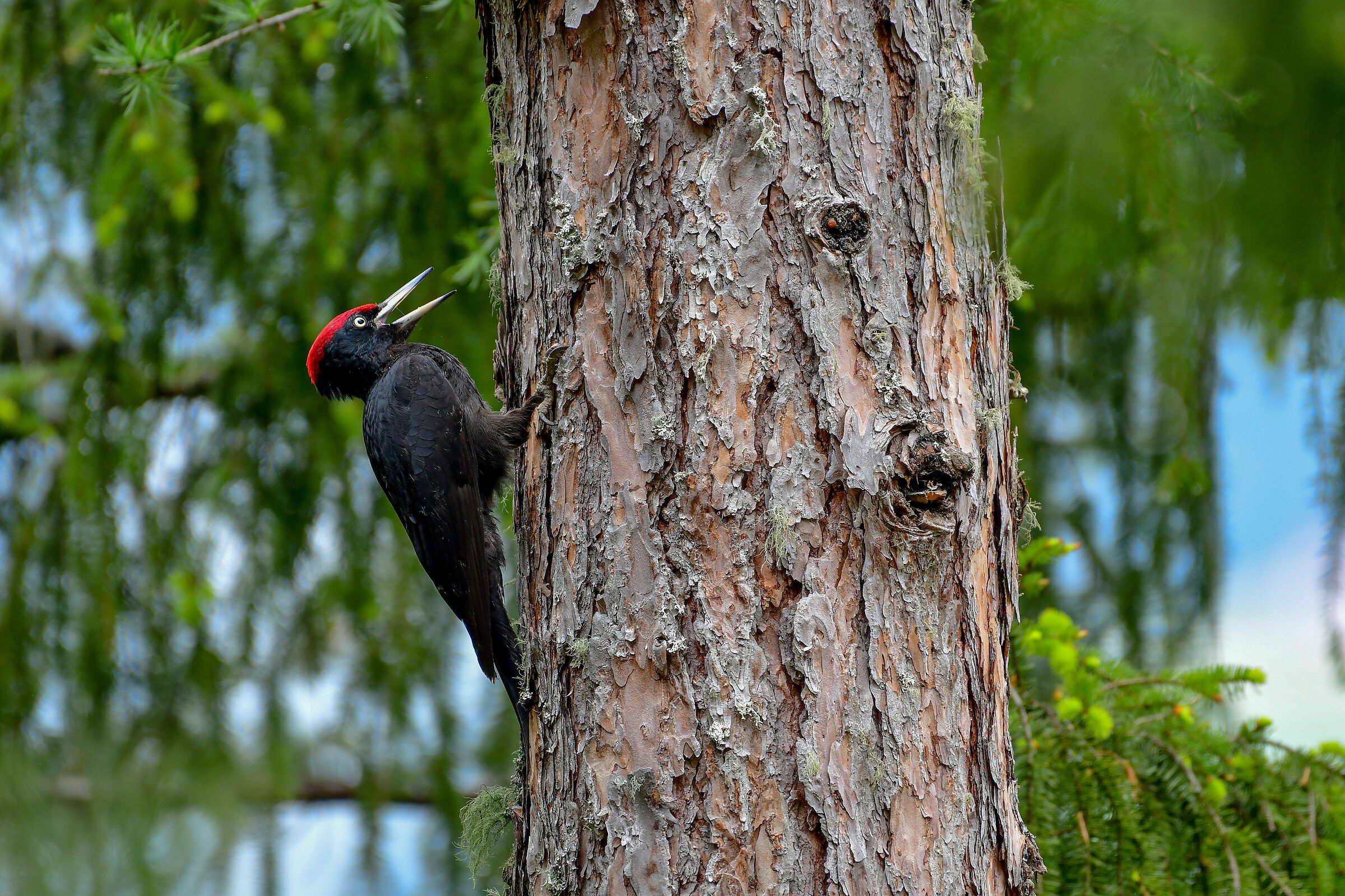 L'urlo del picchio nero