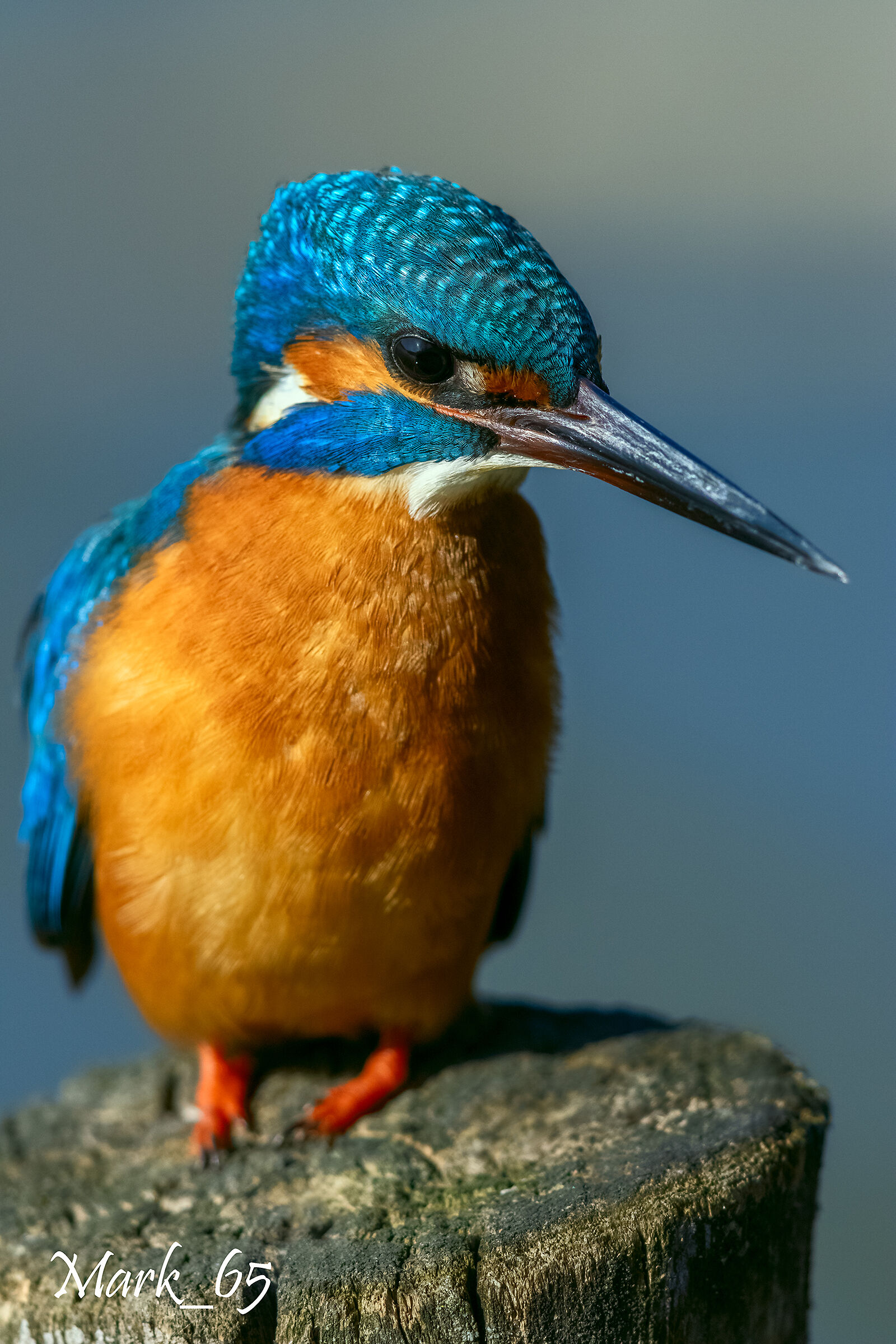 kingfisher