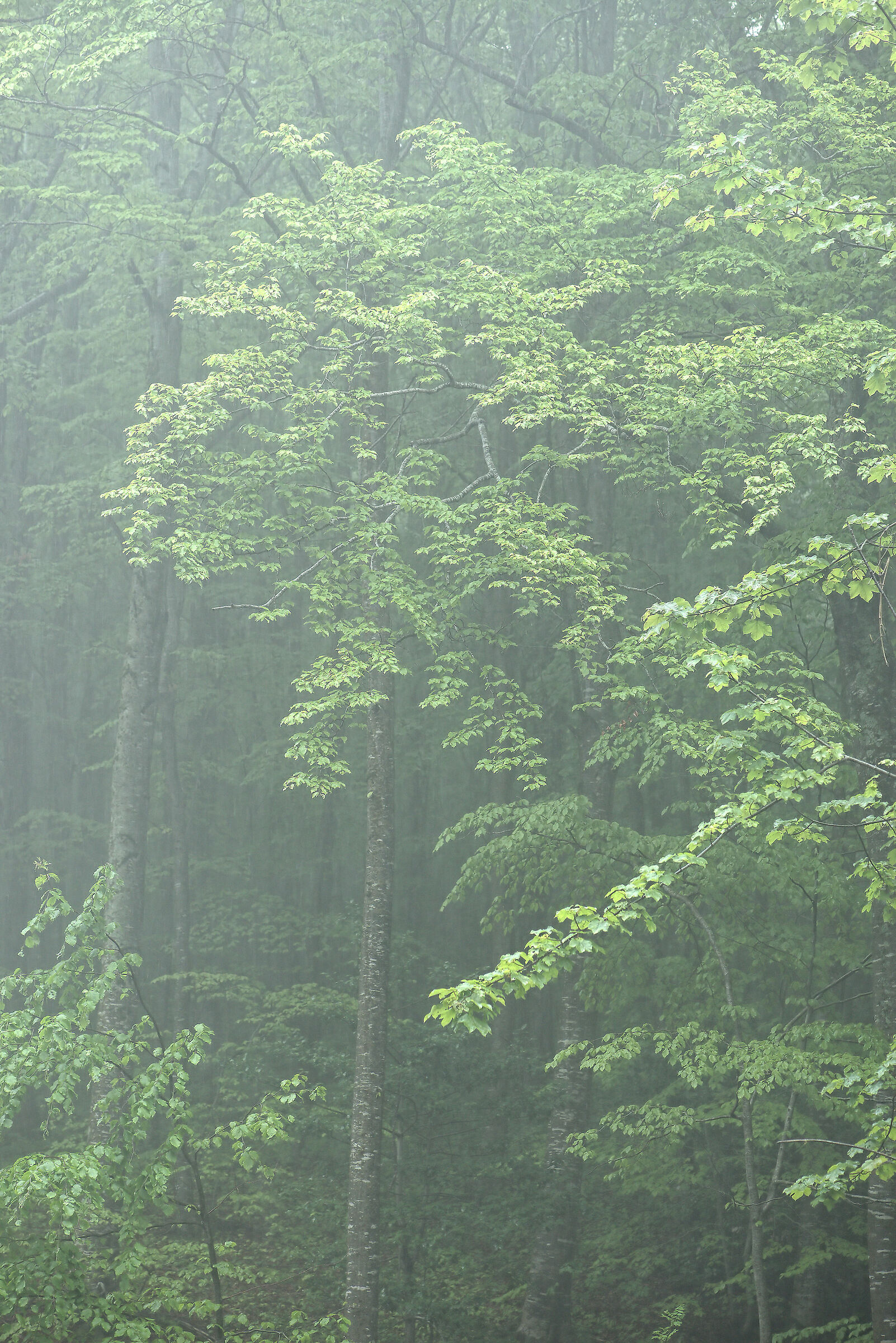 Faggeta della Maiella