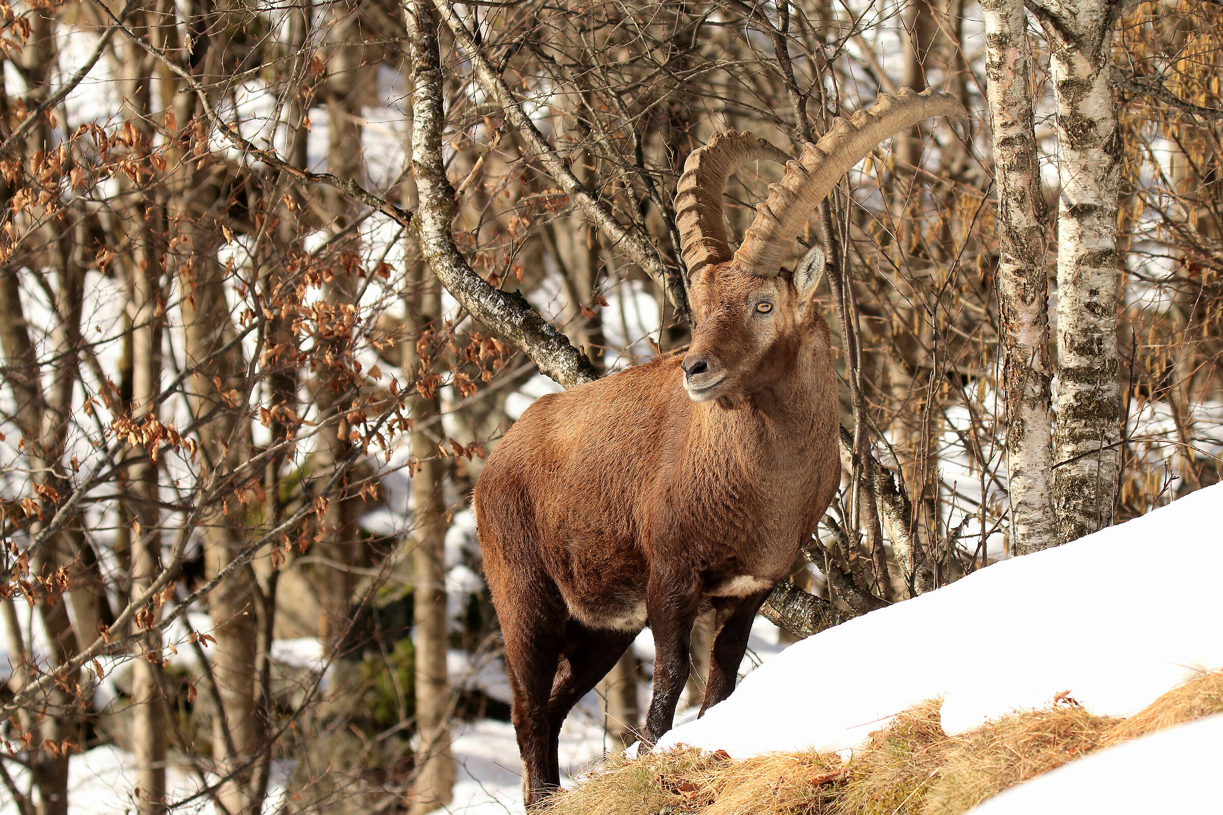 nei boschi innevati di Maslana