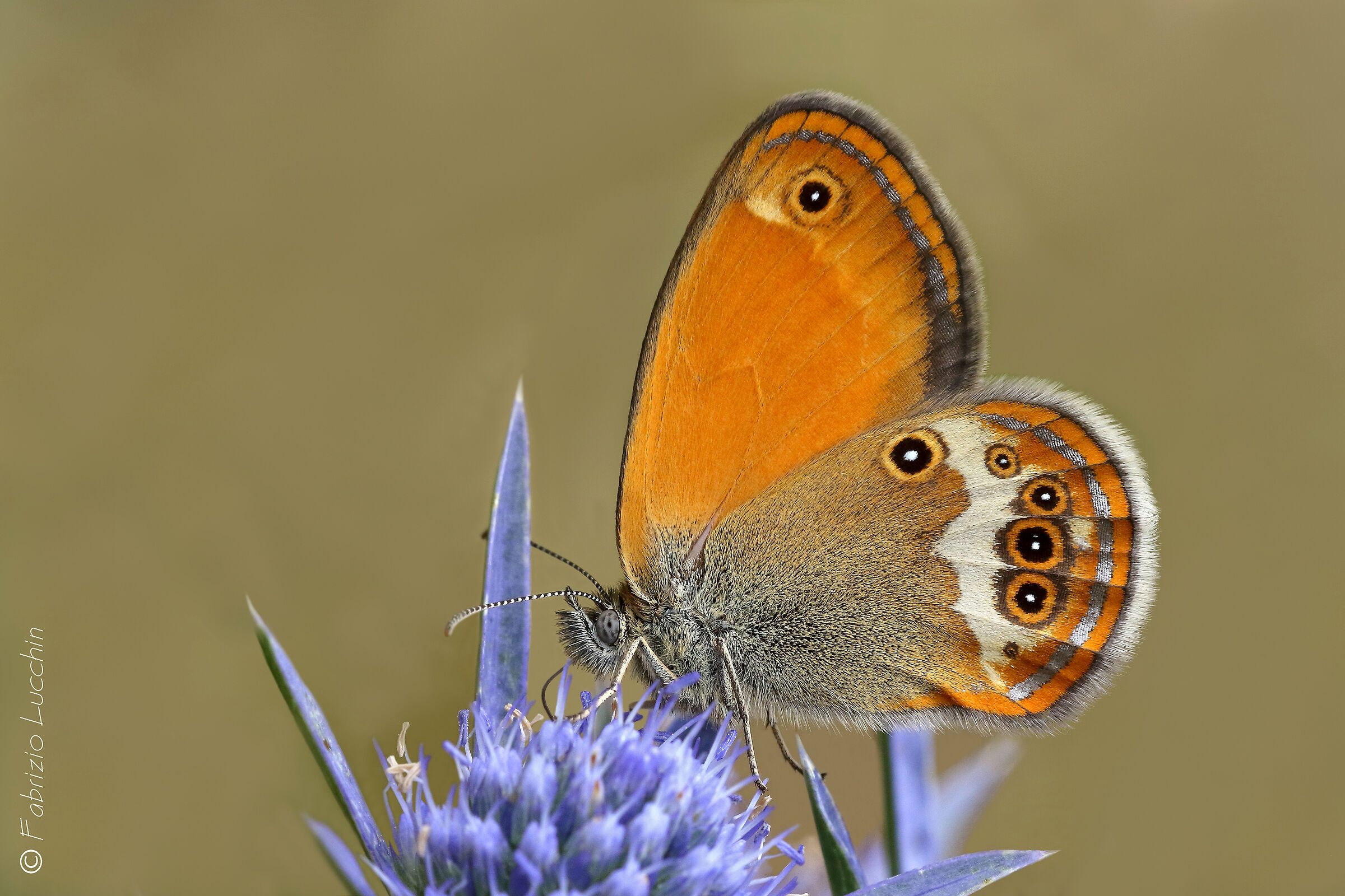 Coenonympha Arcania