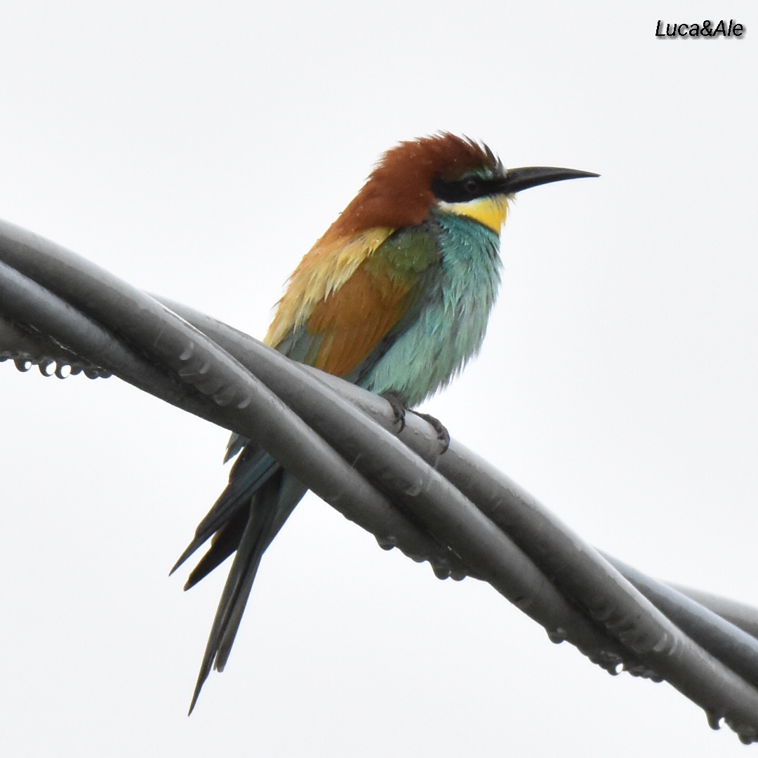 Bee-eater in the Rain