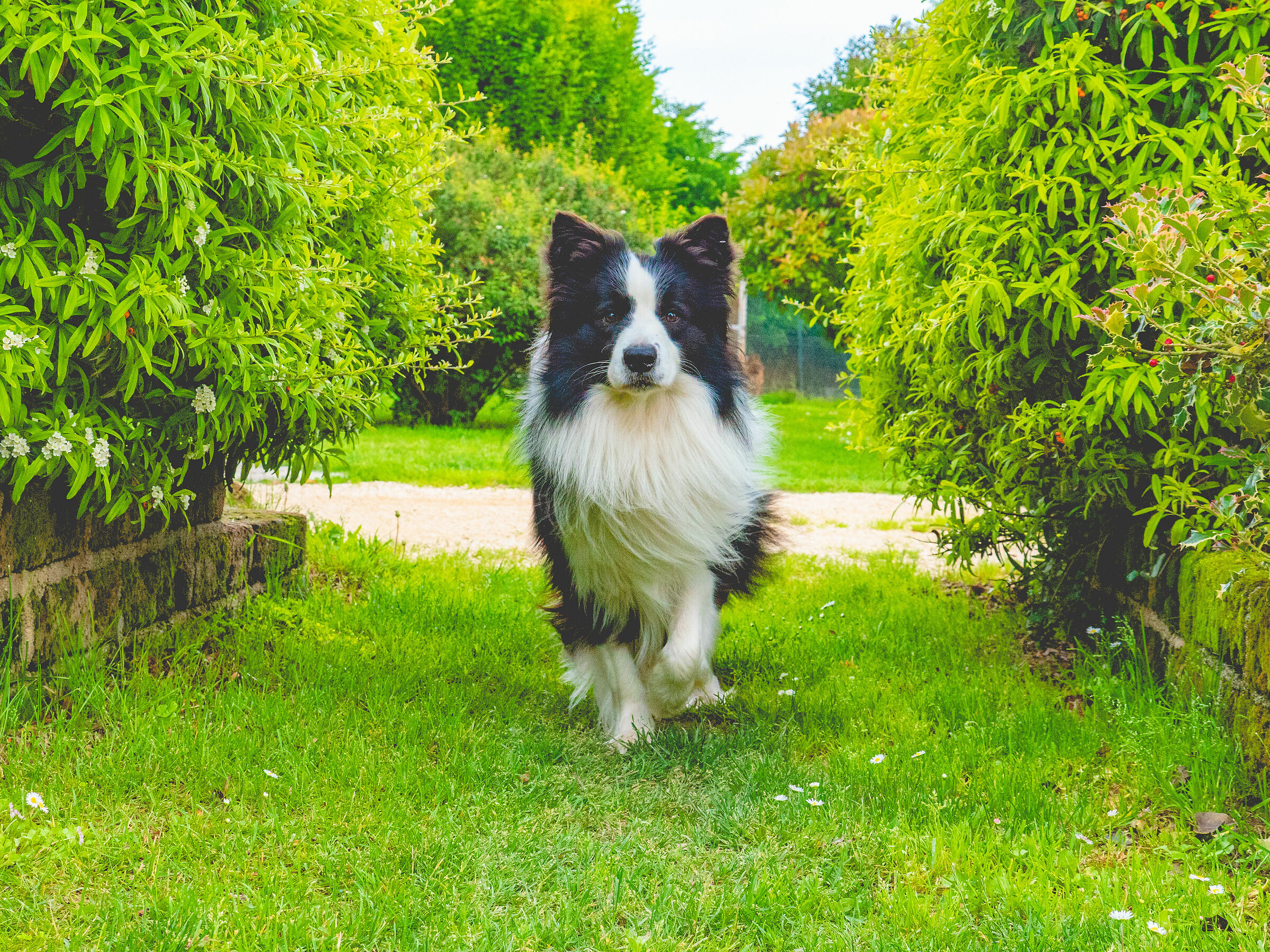 Border Collie