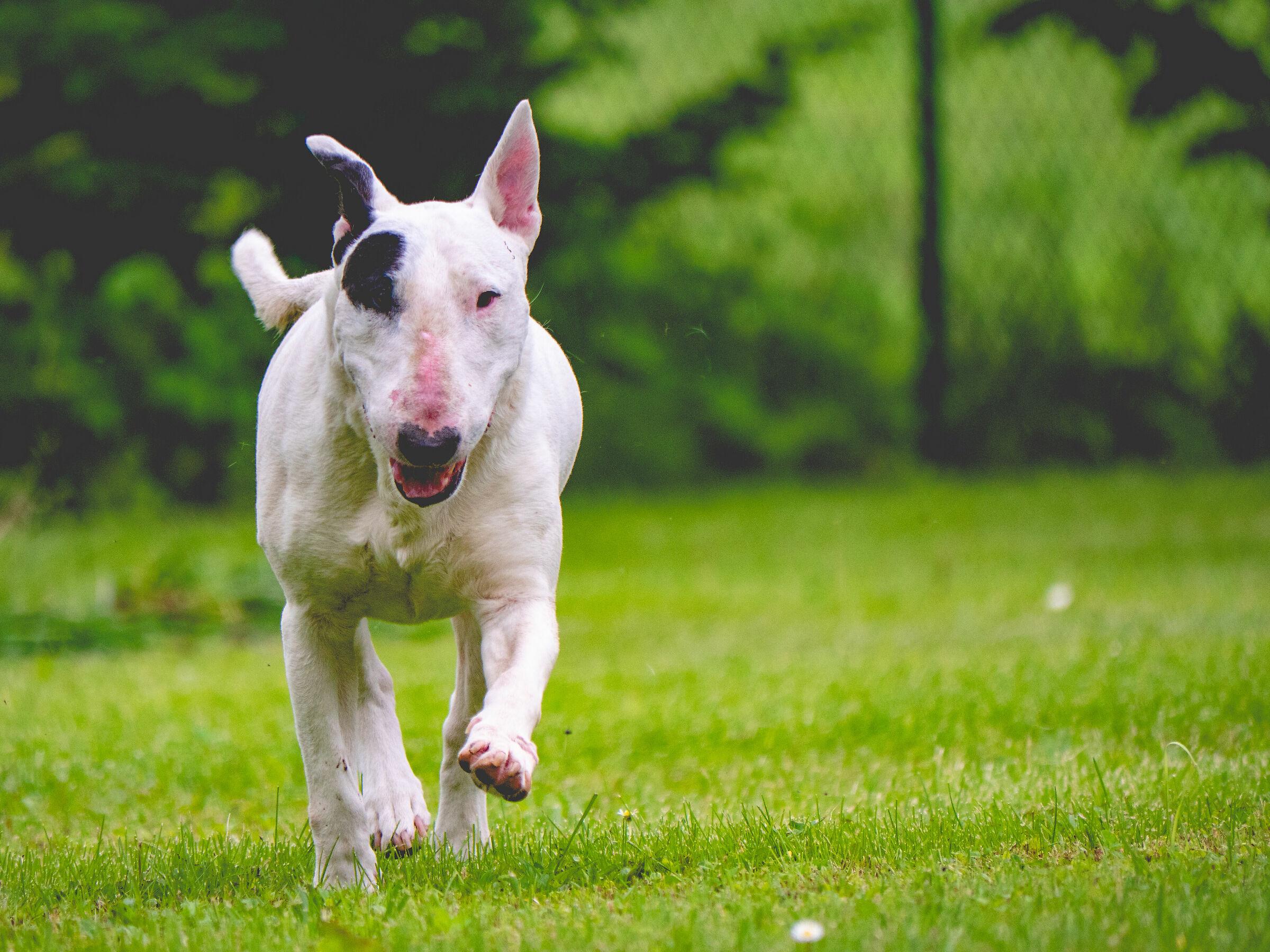 Bullterrier