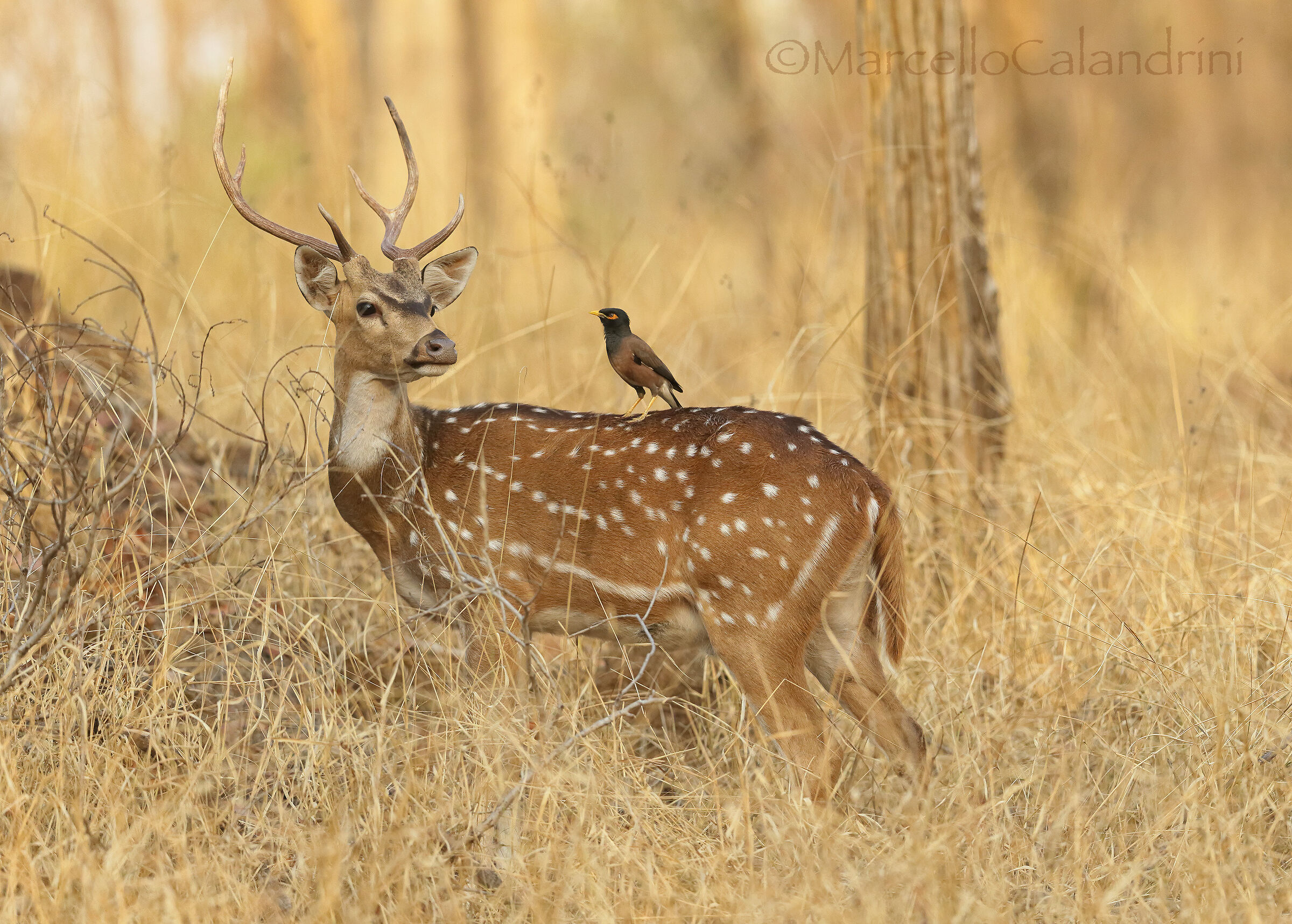 Deer Pomellato and Maina