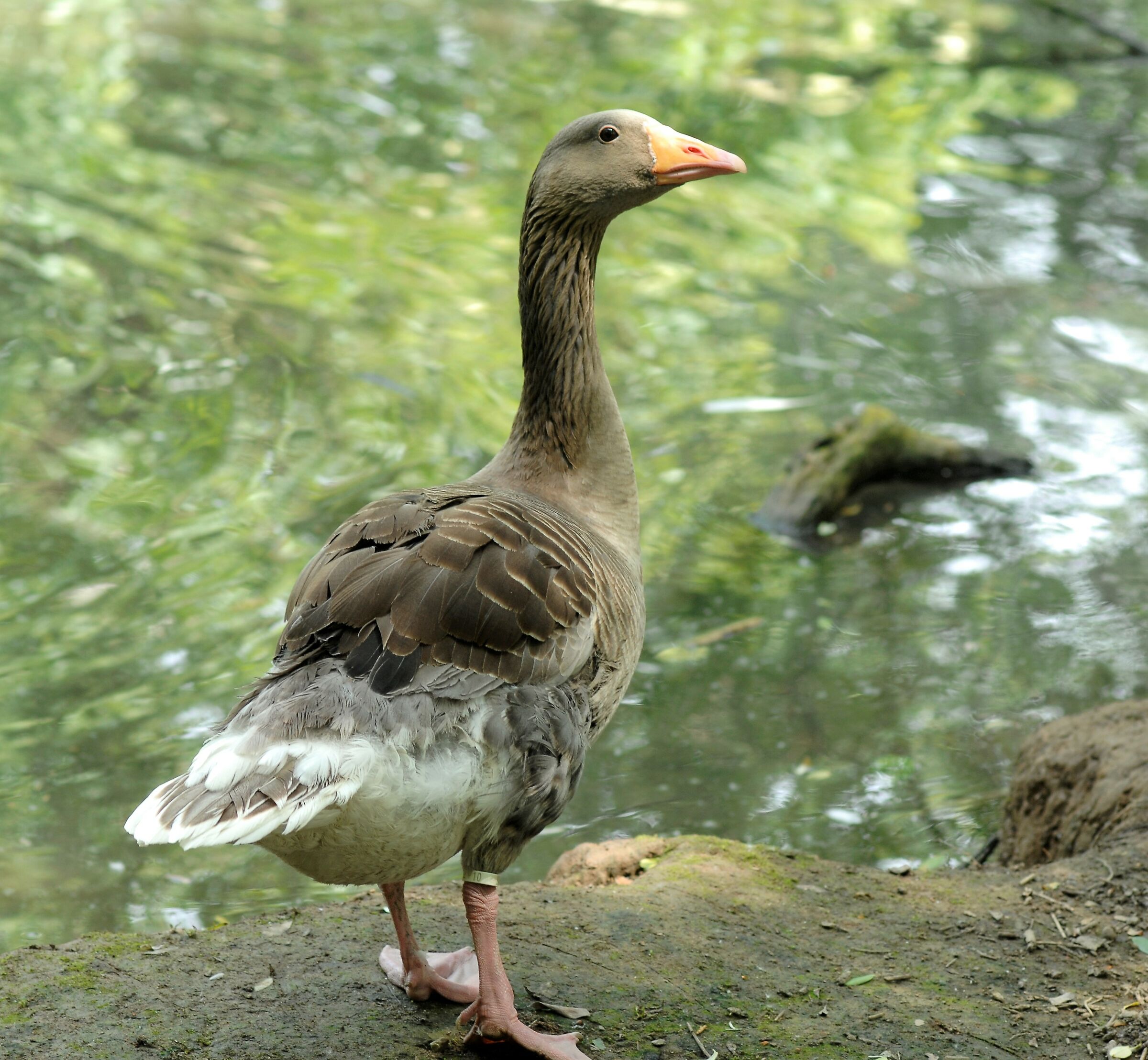 Cos'hai da guardare!