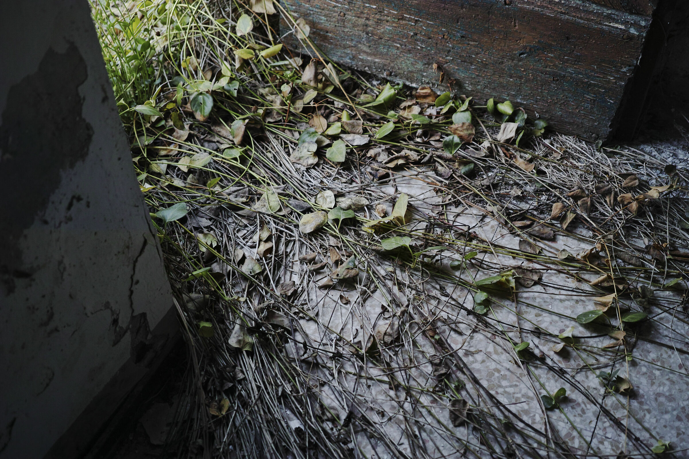 La Natura prende sempre il sopravvento